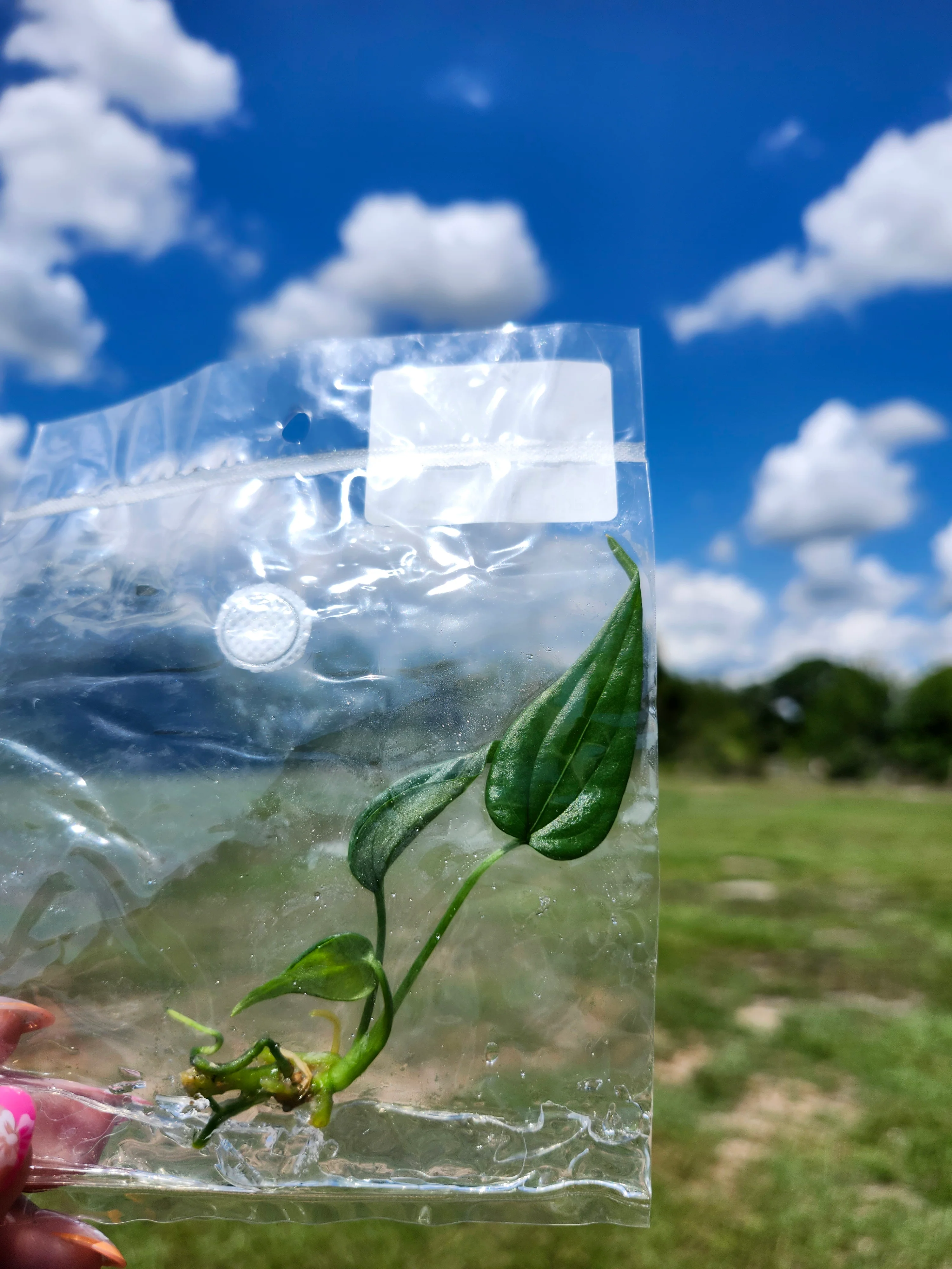 Anthurium Variabile Tissue Culture - Image 6