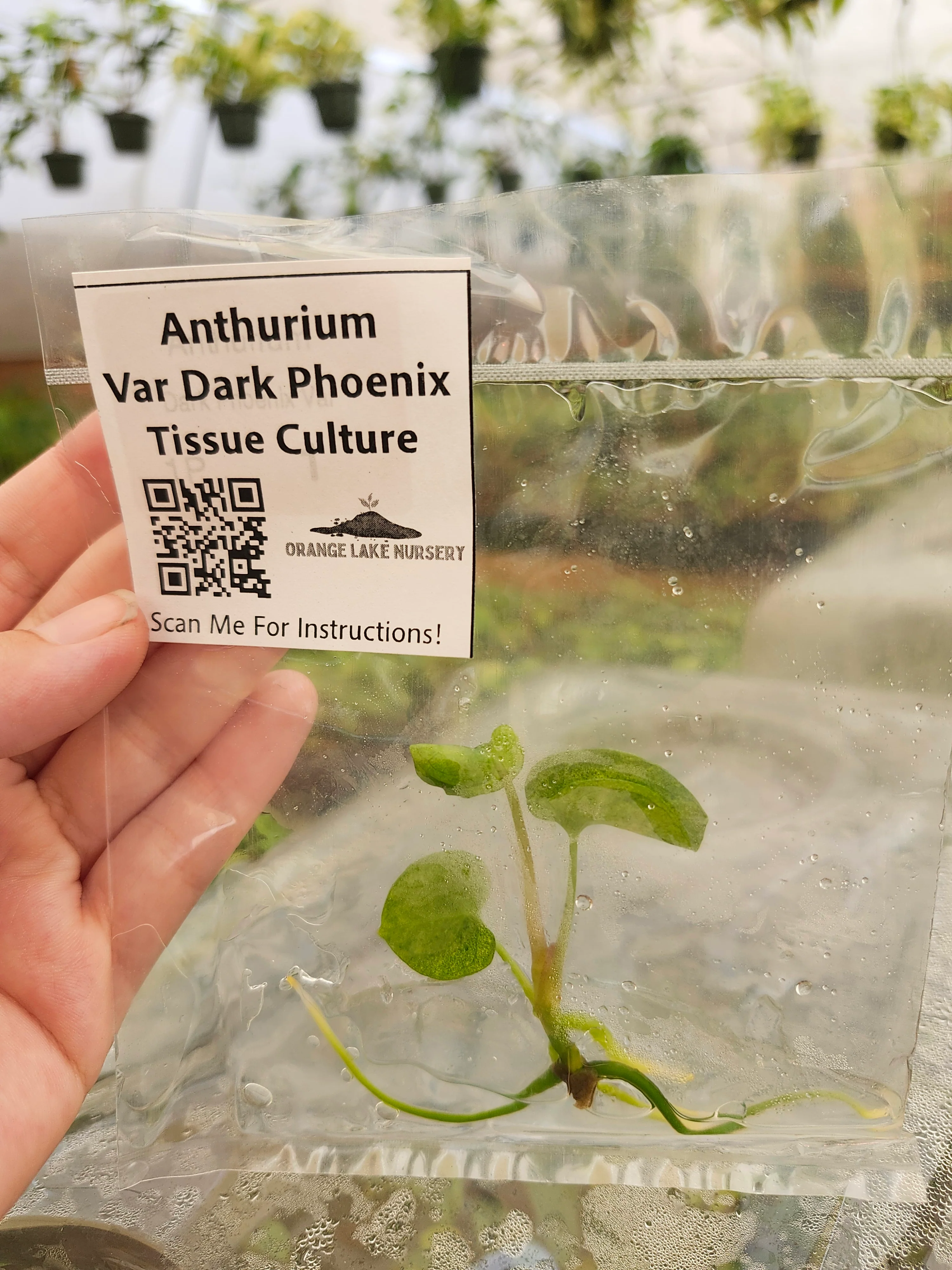 Anthurium Variegated Dark Phoenix Tissue Culture