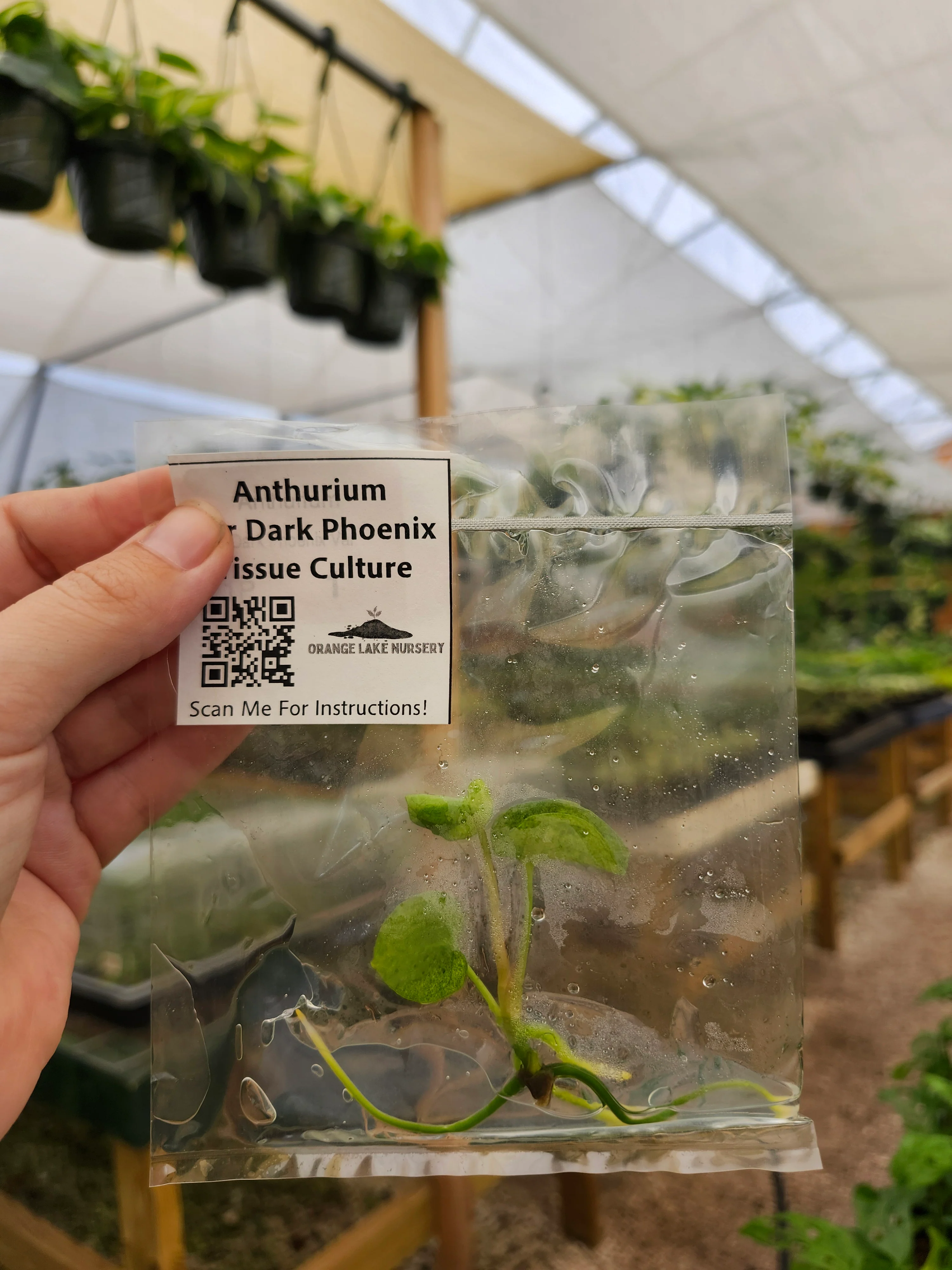 Anthurium Variegated Dark Phoenix Tissue Culture - Image 2