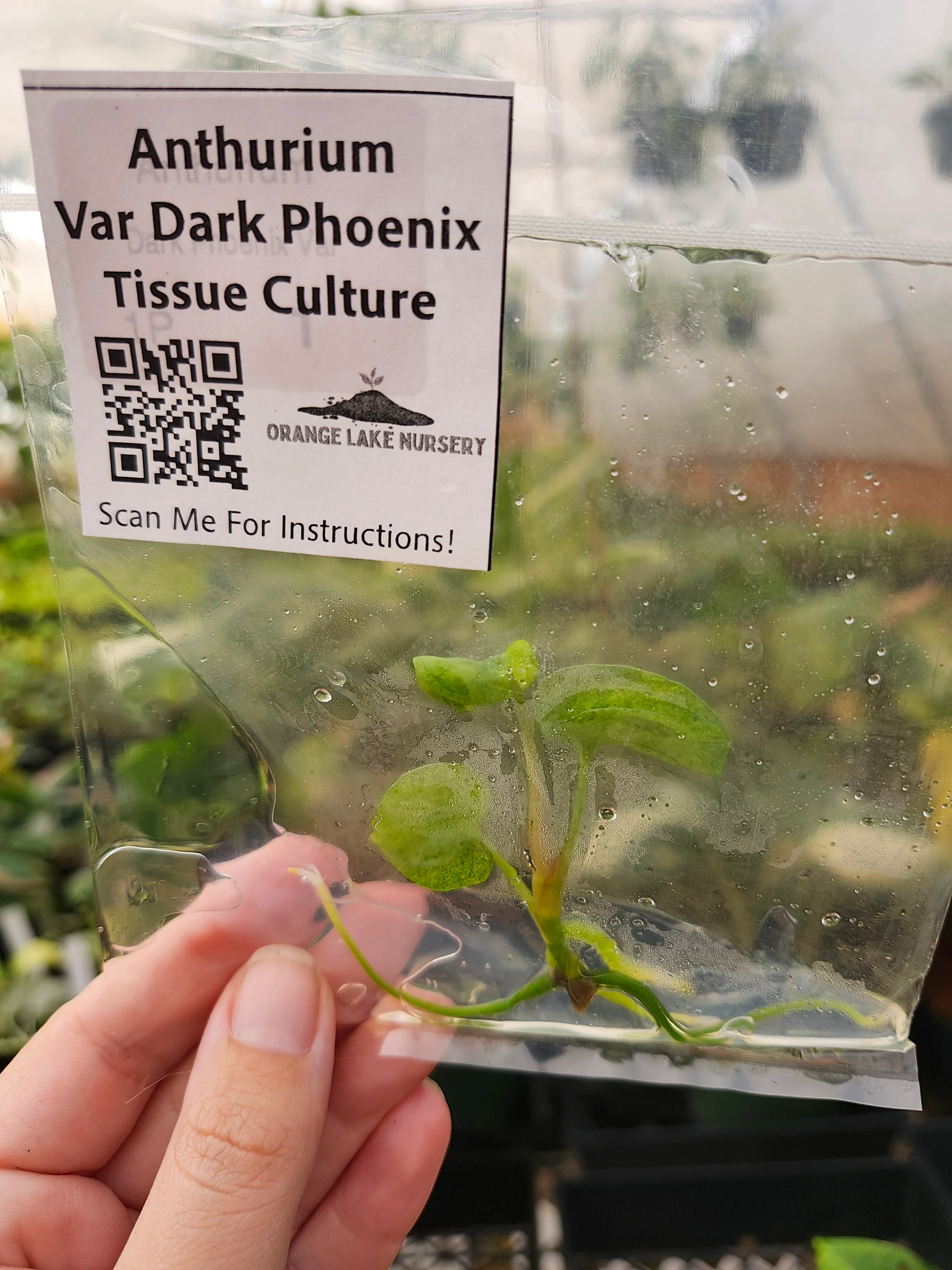 Anthurium Variegated Dark Phoenix Tissue Culture - Image 3