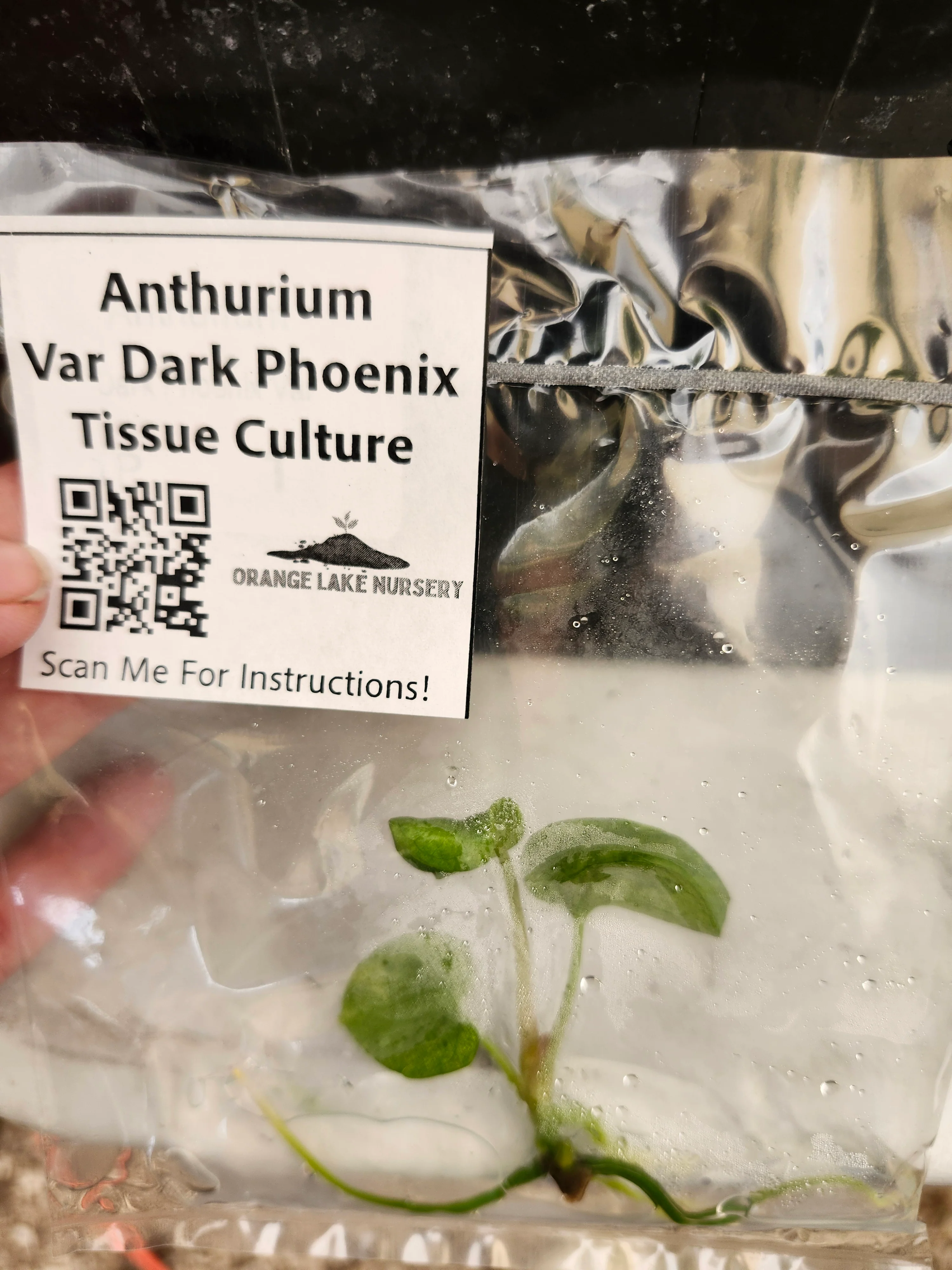 Anthurium Variegated Dark Phoenix Tissue Culture - Image 4
