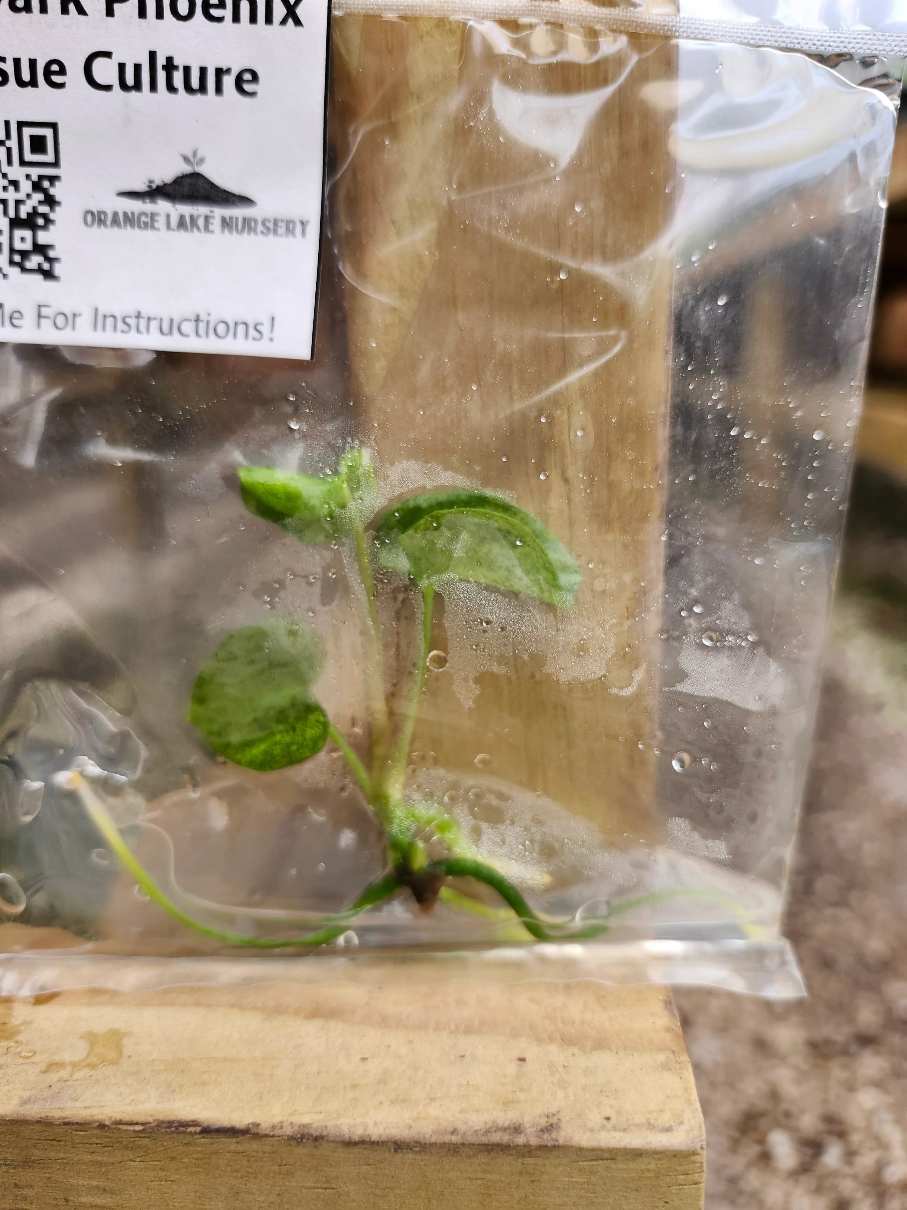 Anthurium Variegated Dark Phoenix Tissue Culture - Image 5