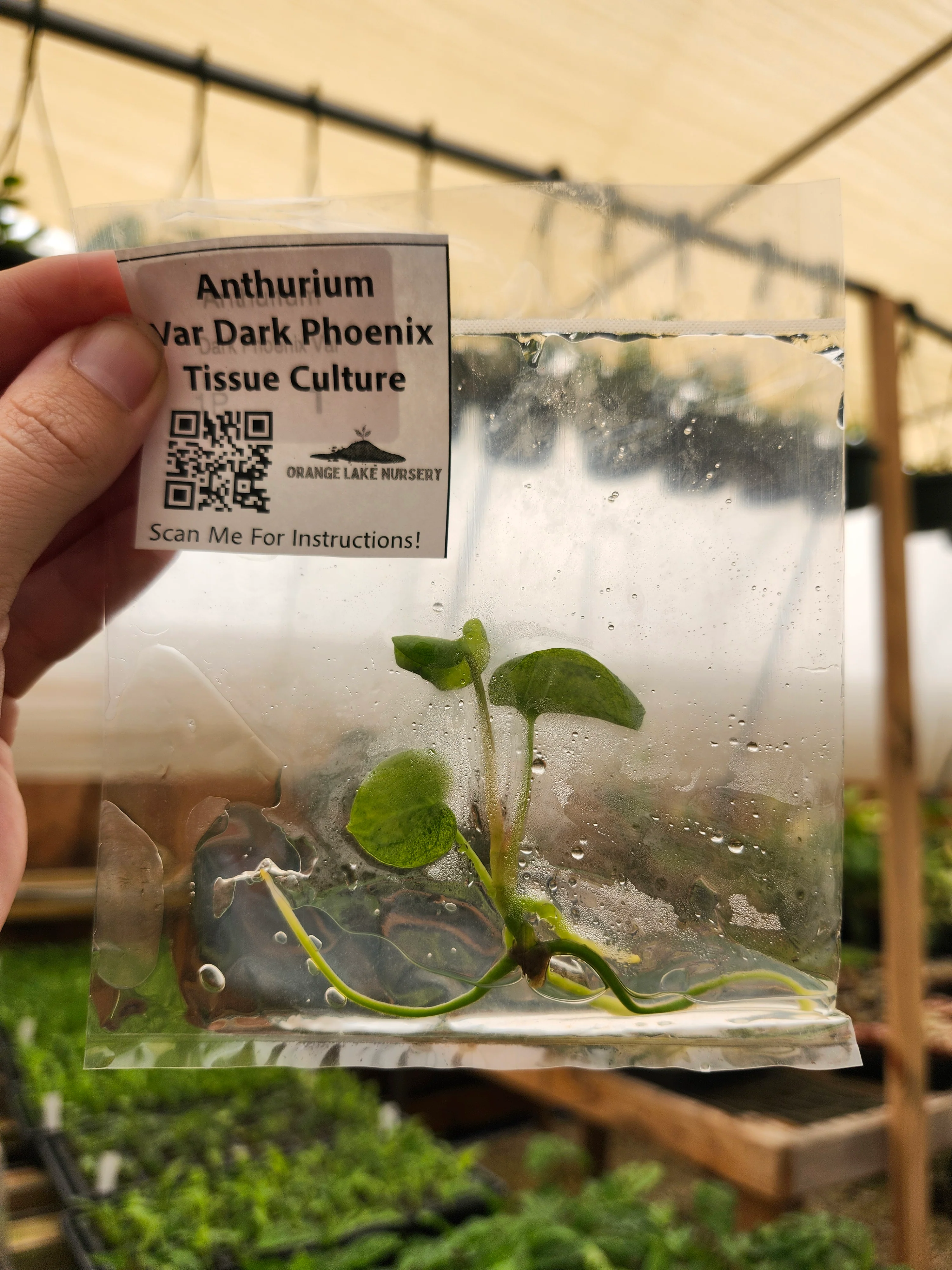 Anthurium Variegated Dark Phoenix Tissue Culture - Image 6