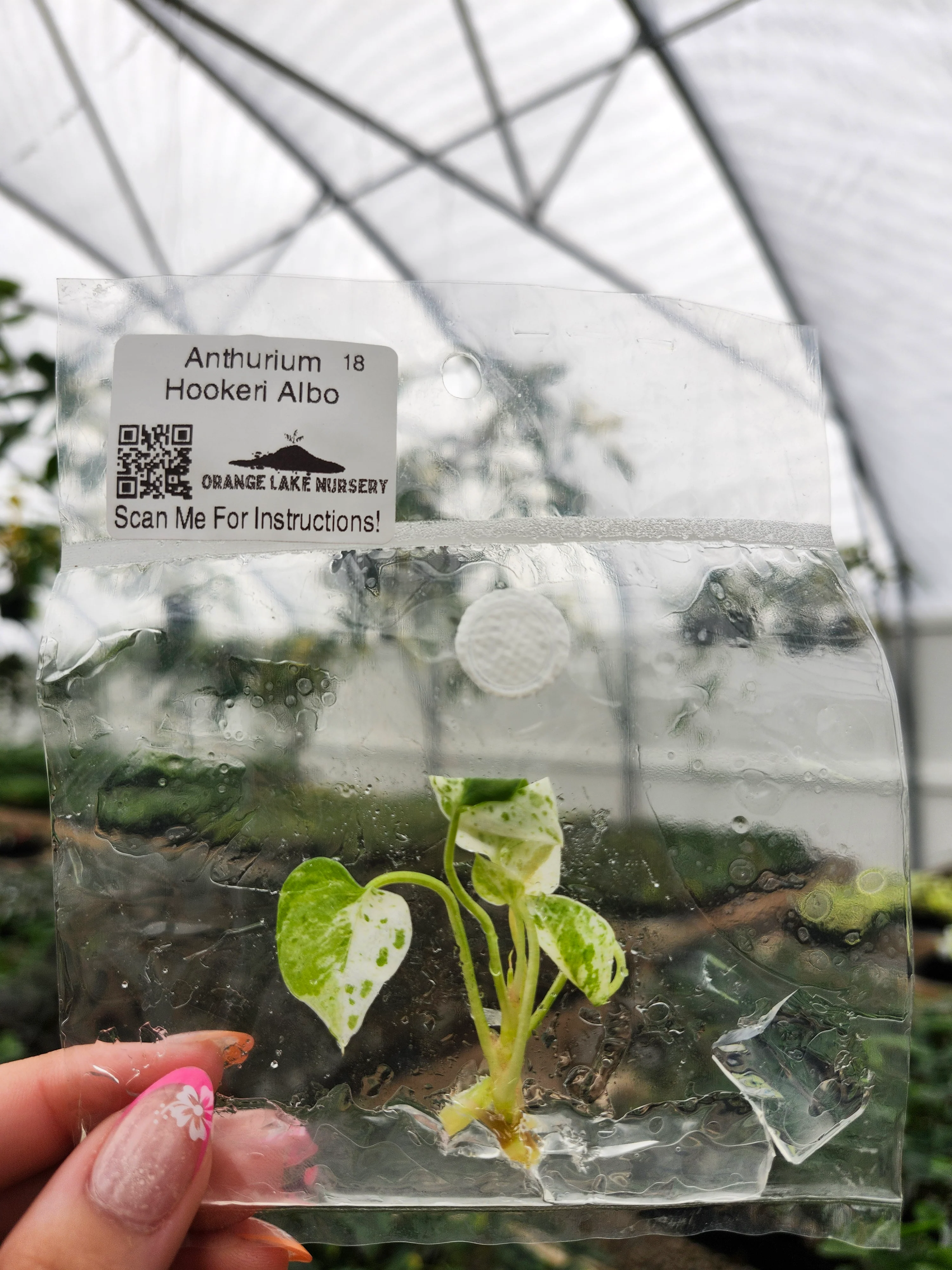 Anthurium Variegated Hookeri Tissue Culture