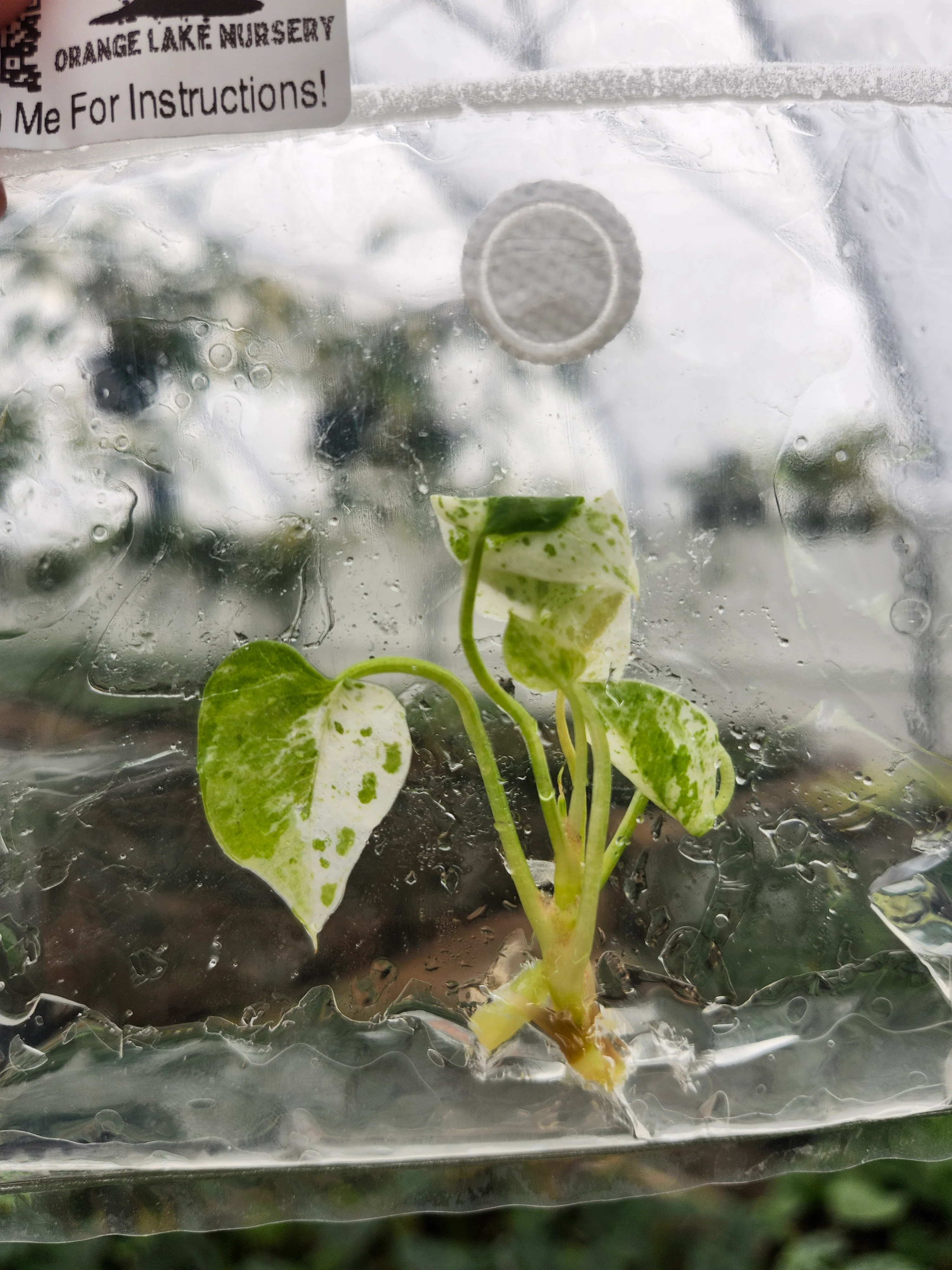 Anthurium Variegated Hookeri Tissue Culture - Image 2