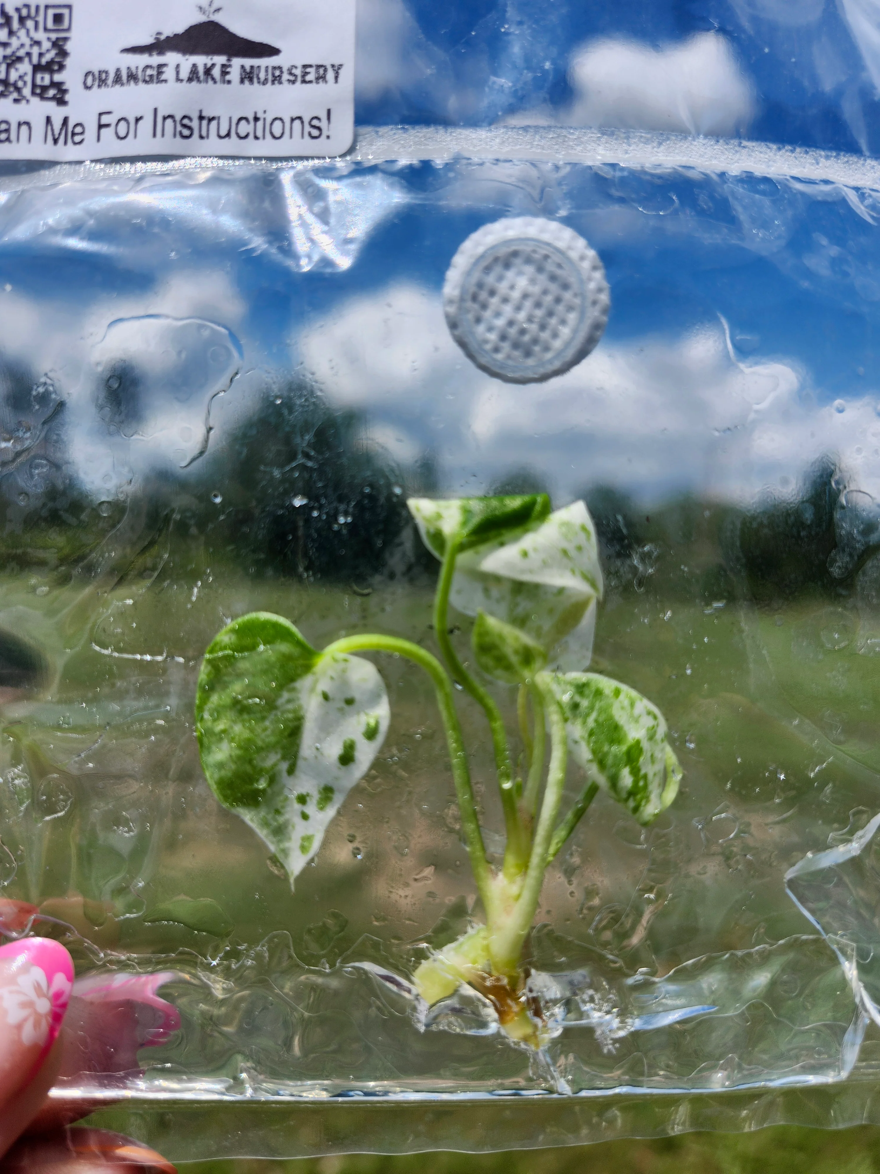 Anthurium Variegated Hookeri Tissue Culture - Image 4