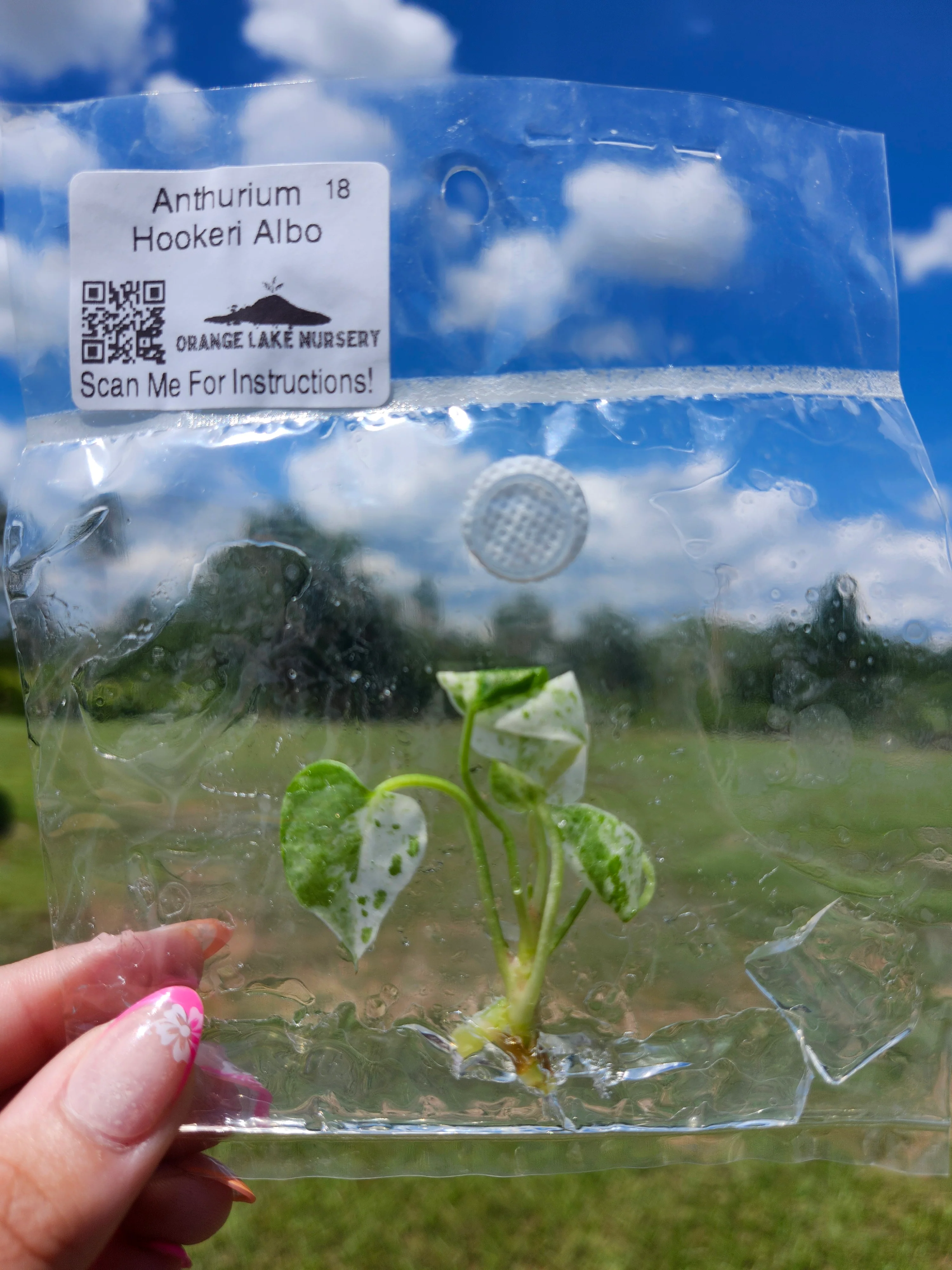 Anthurium Variegated Hookeri Tissue Culture - Image 6