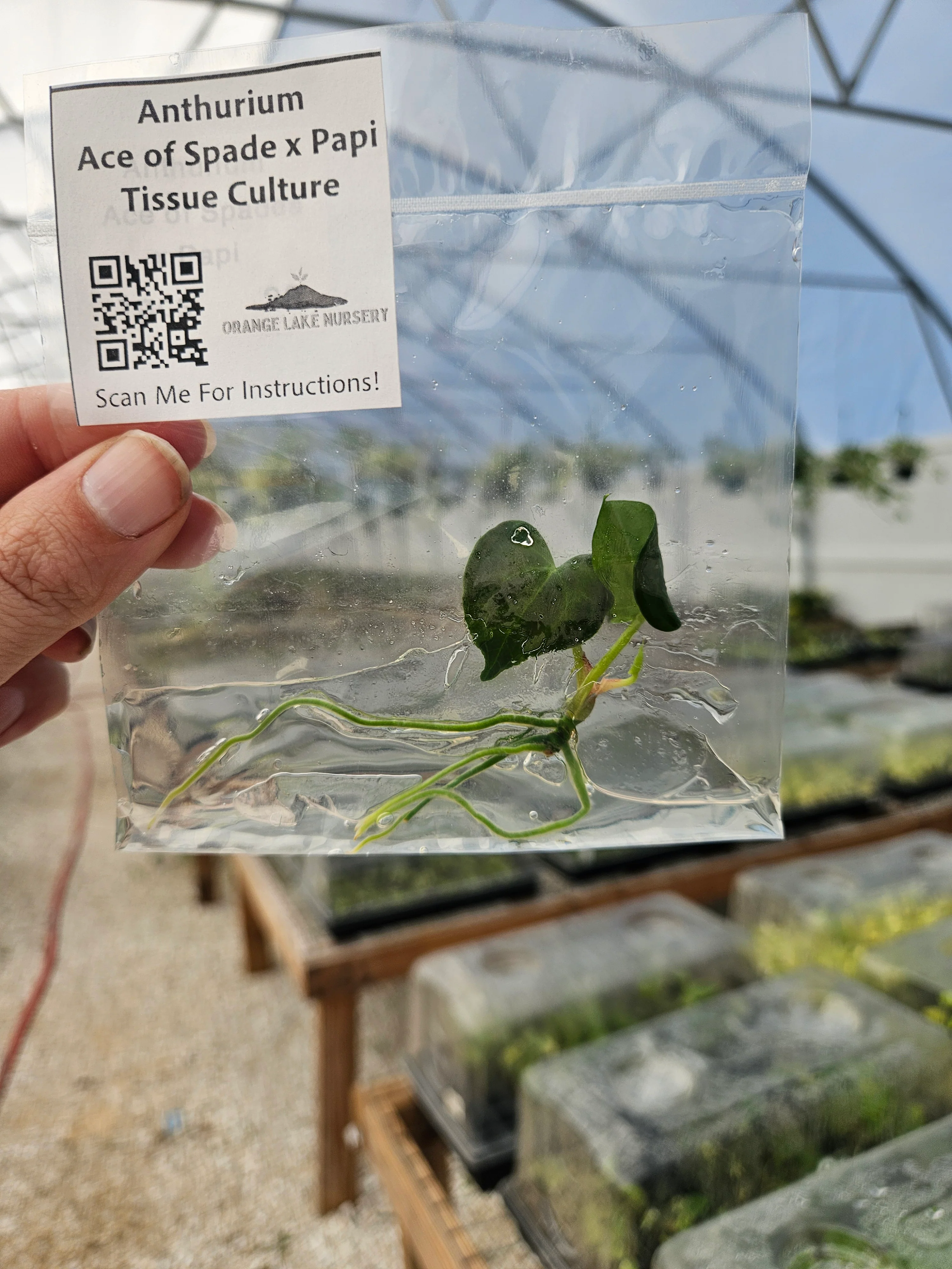 Anthuriun Ace of Spades x Papi Tissue Culture