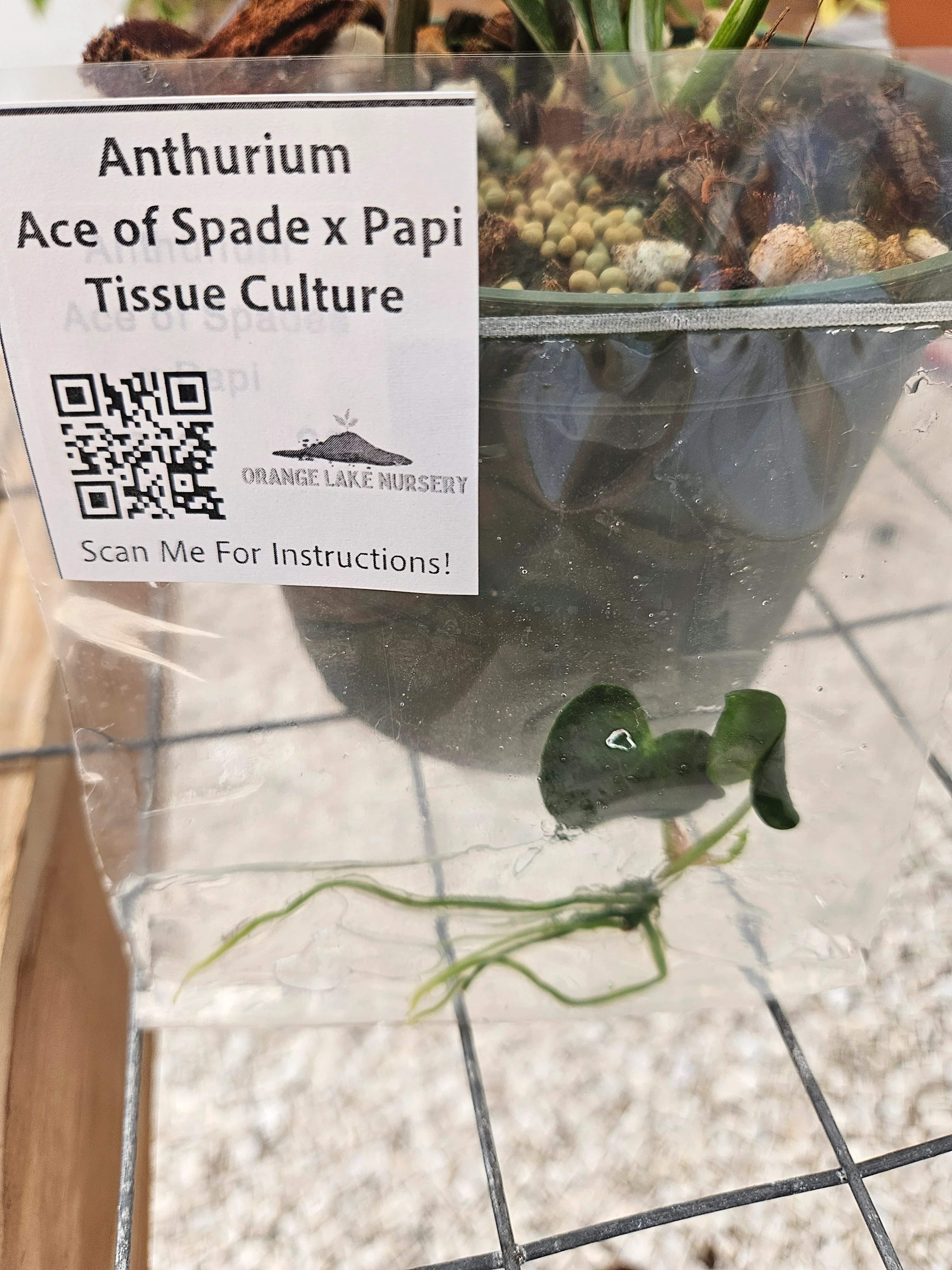 Anthuriun Ace of Spades x Papi Tissue Culture - Image 2