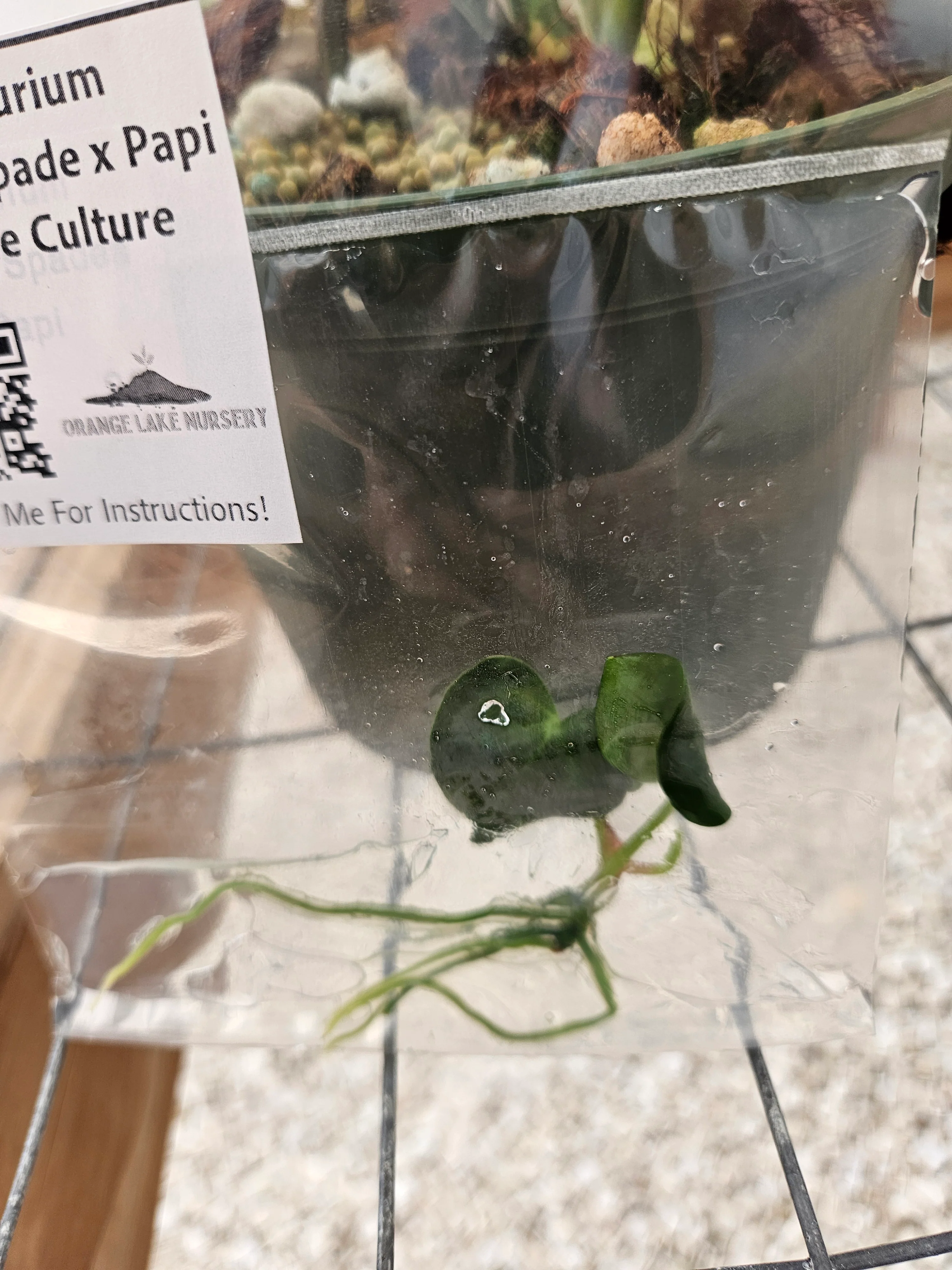 Anthuriun Ace of Spades x Papi Tissue Culture - Image 3