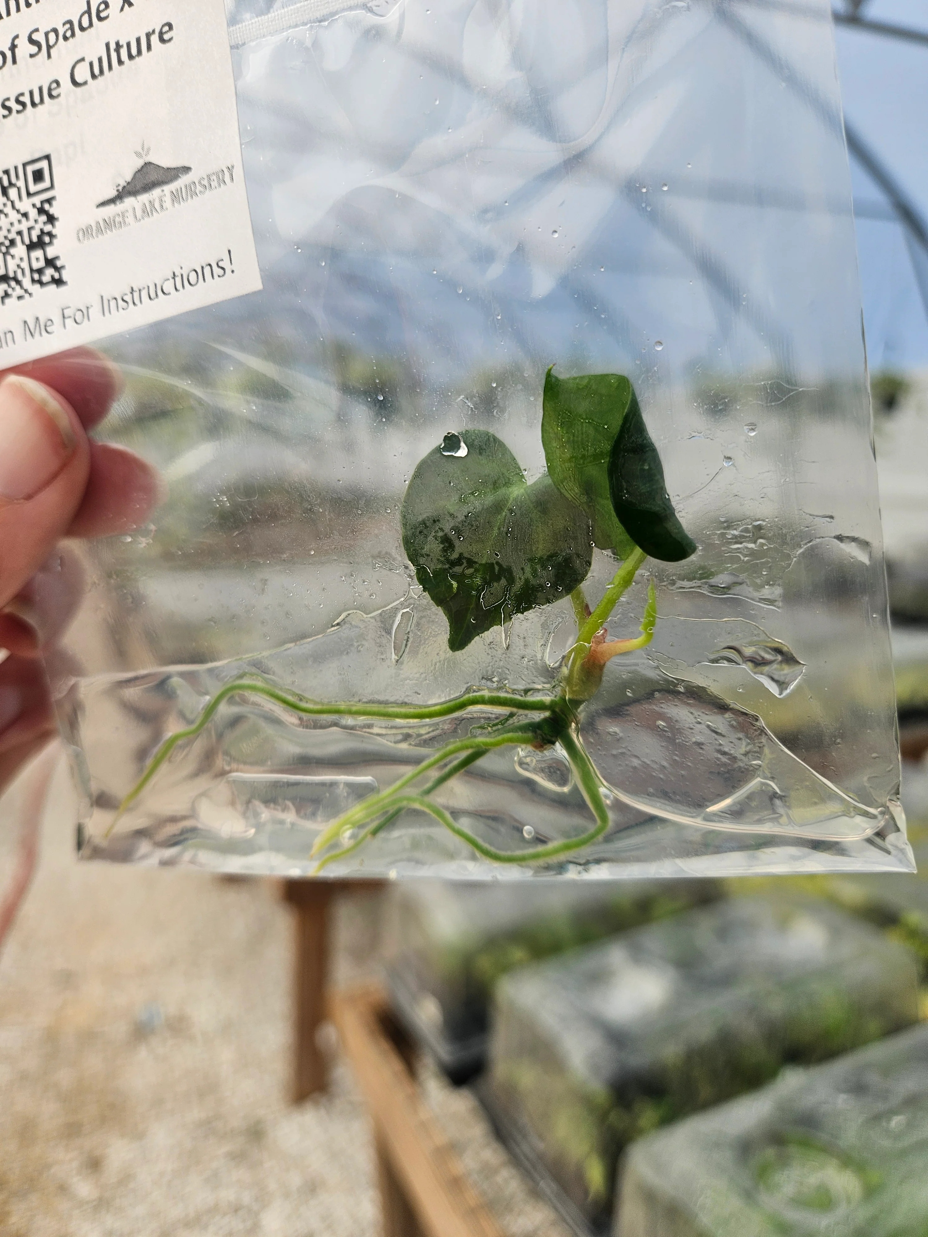 Anthuriun Ace of Spades x Papi Tissue Culture - Image 4