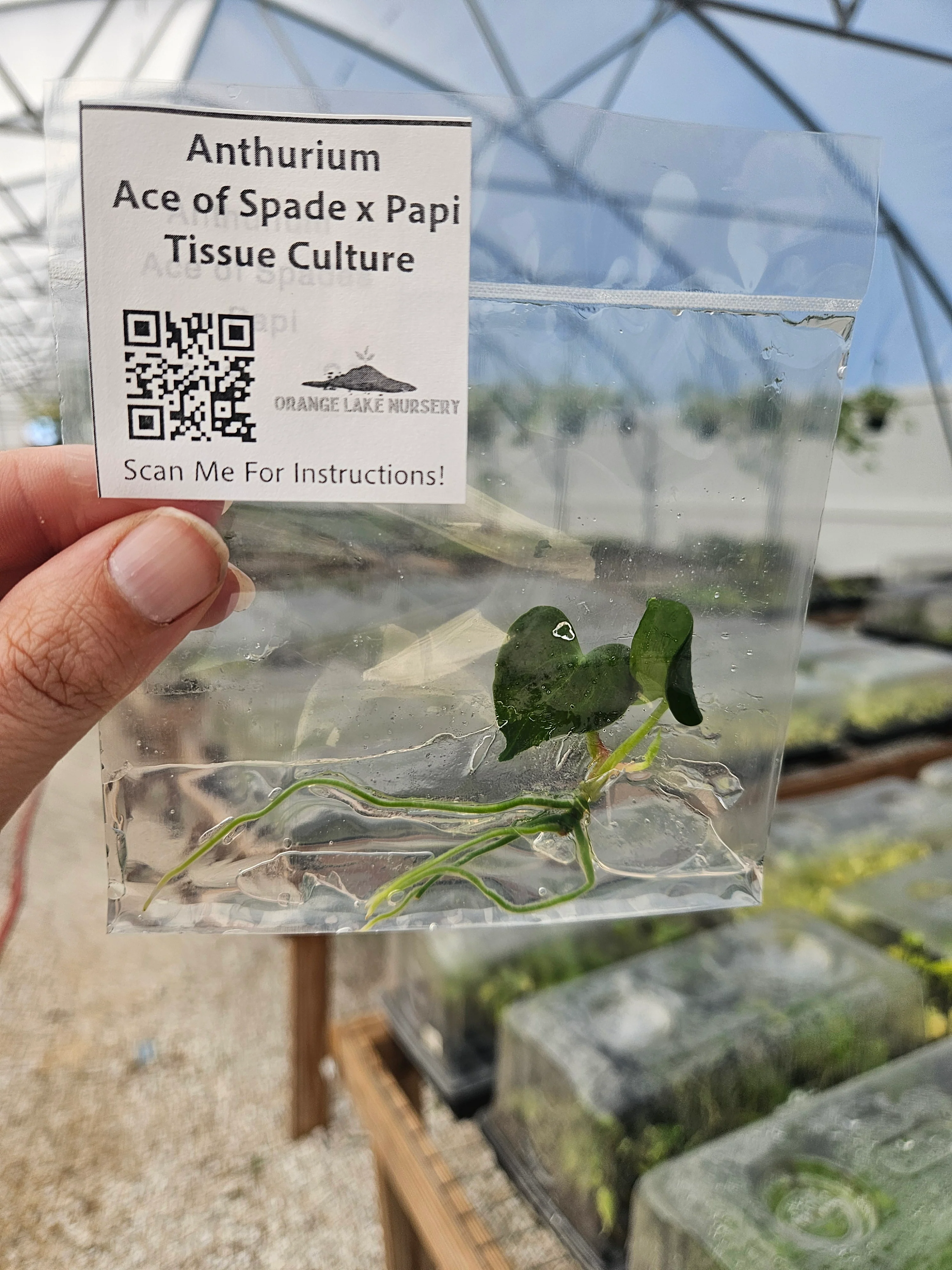 Anthuriun Ace of Spades x Papi Tissue Culture - Image 5