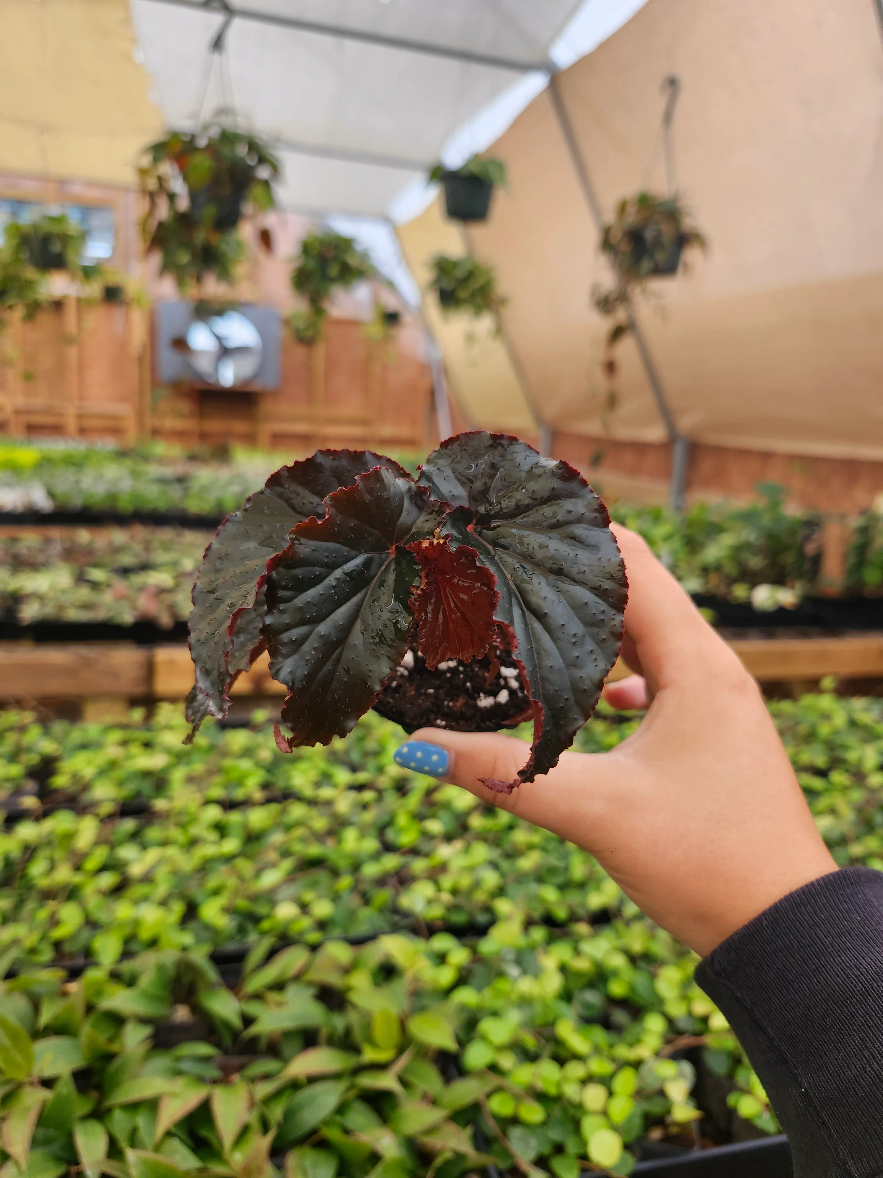 Begonia Black Magic - Image 2