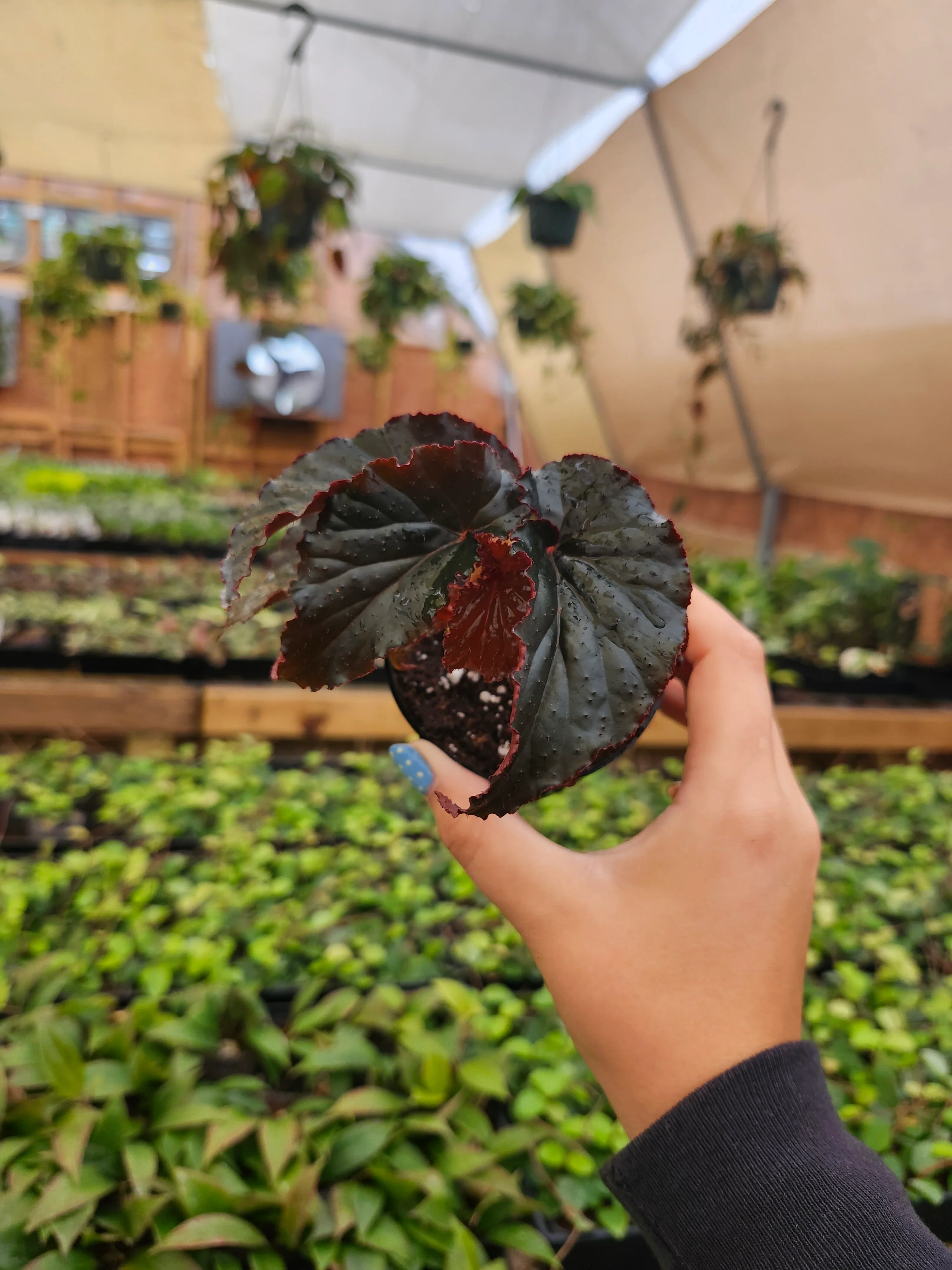 Begonia Black Magic - Image 5