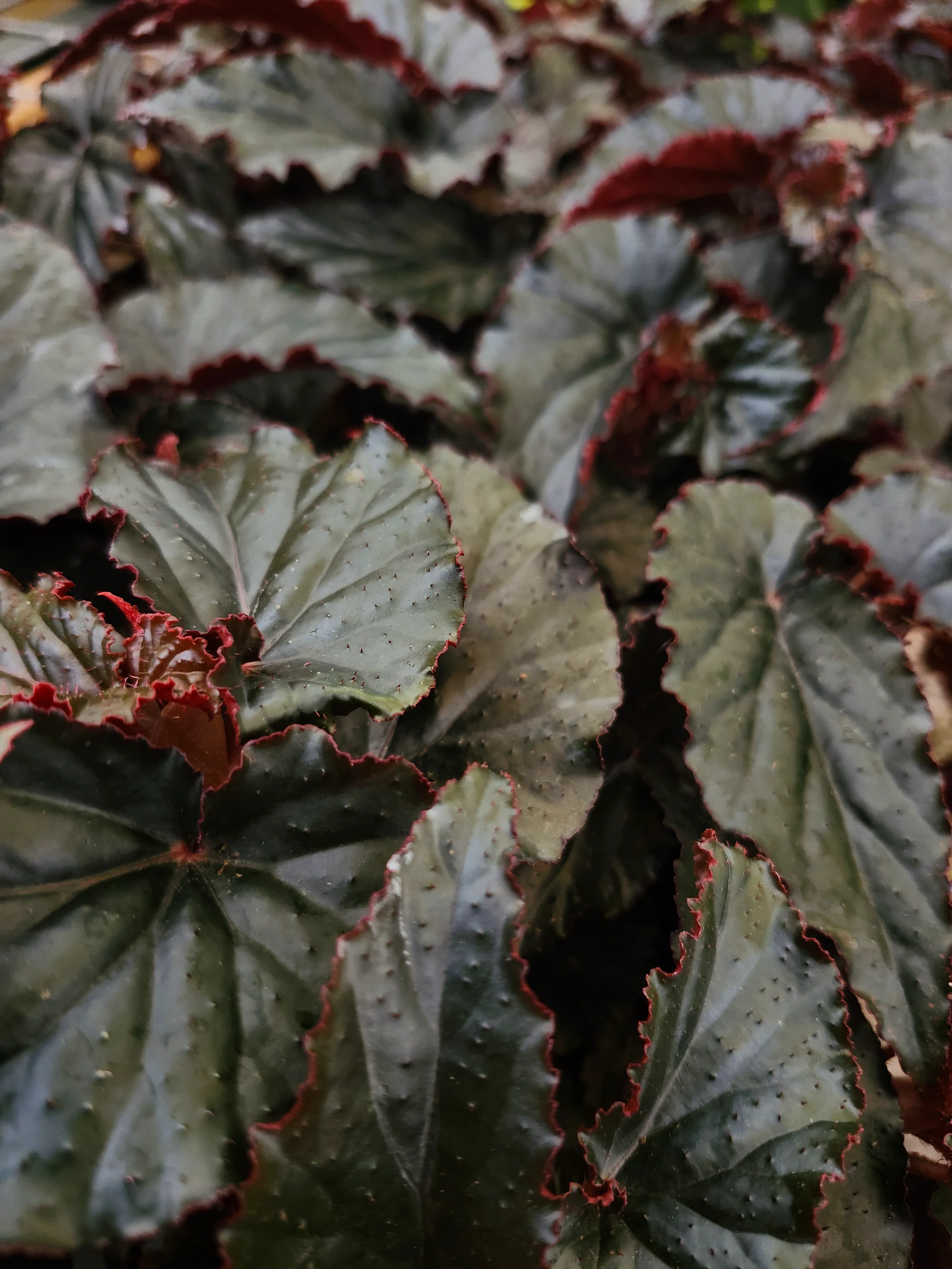 Begonia Black Magic - Image 6