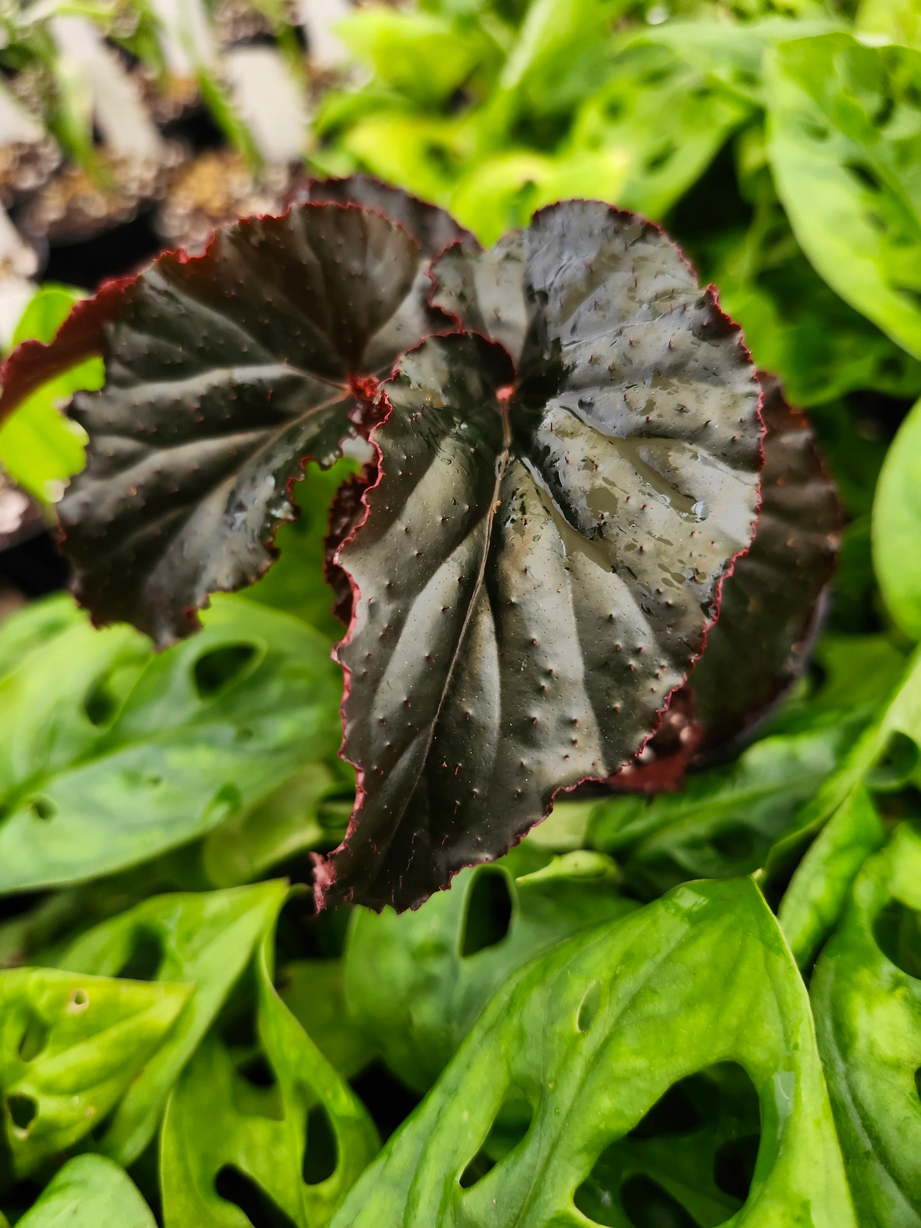Begonia Black Magic - Image 7