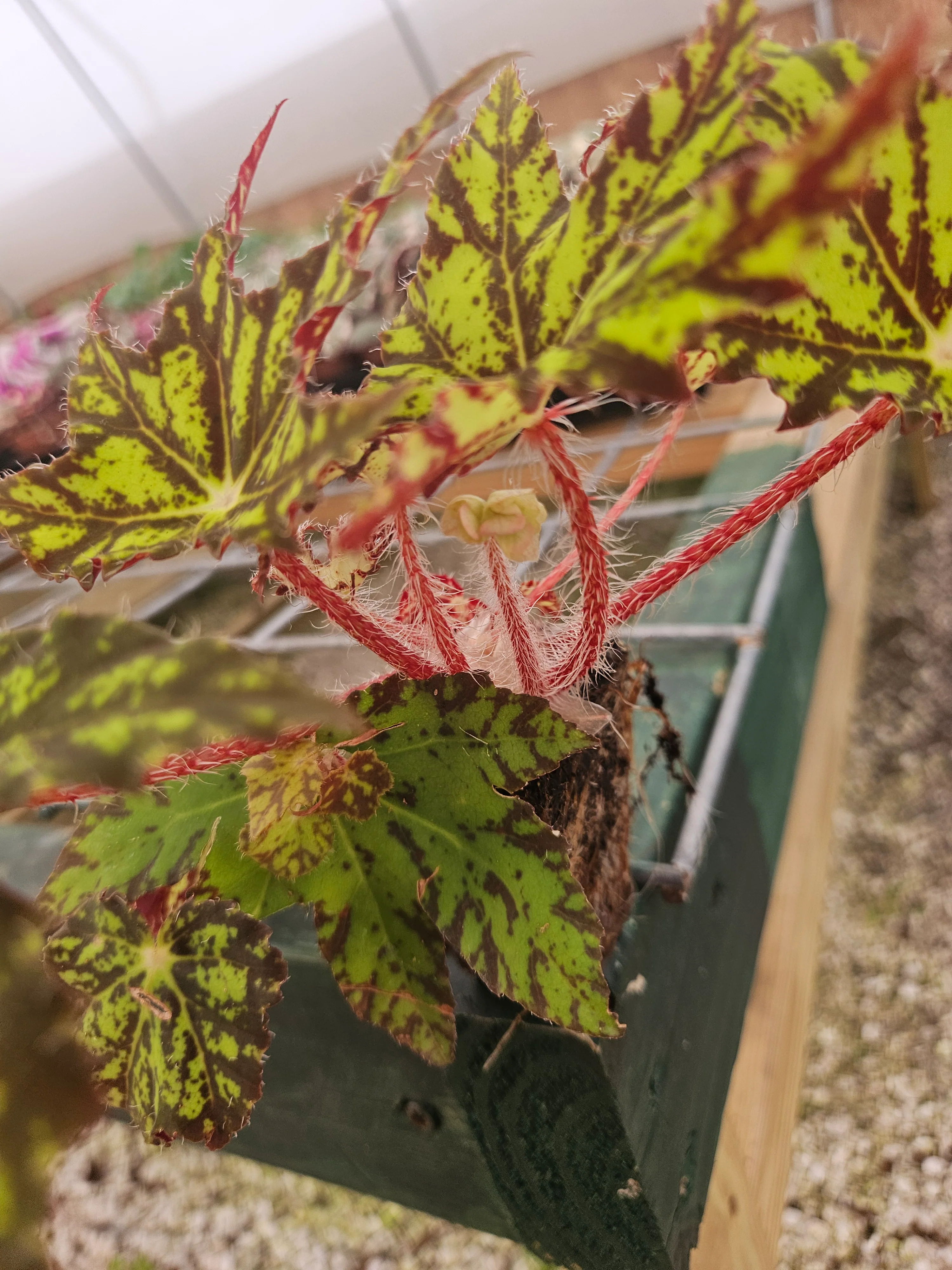 Begonia Geometry - Image 5