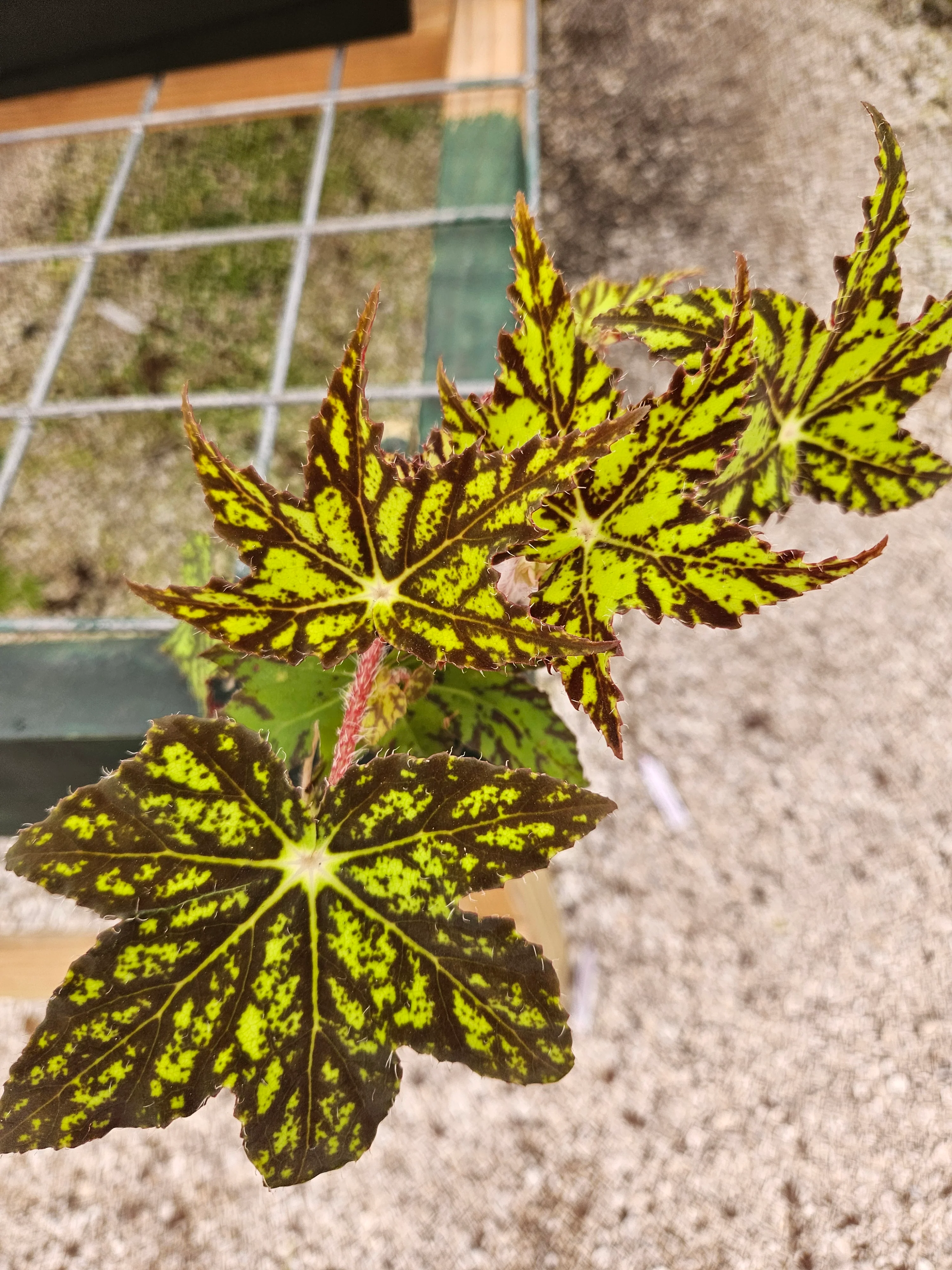 Begonia Geometry - Image 6