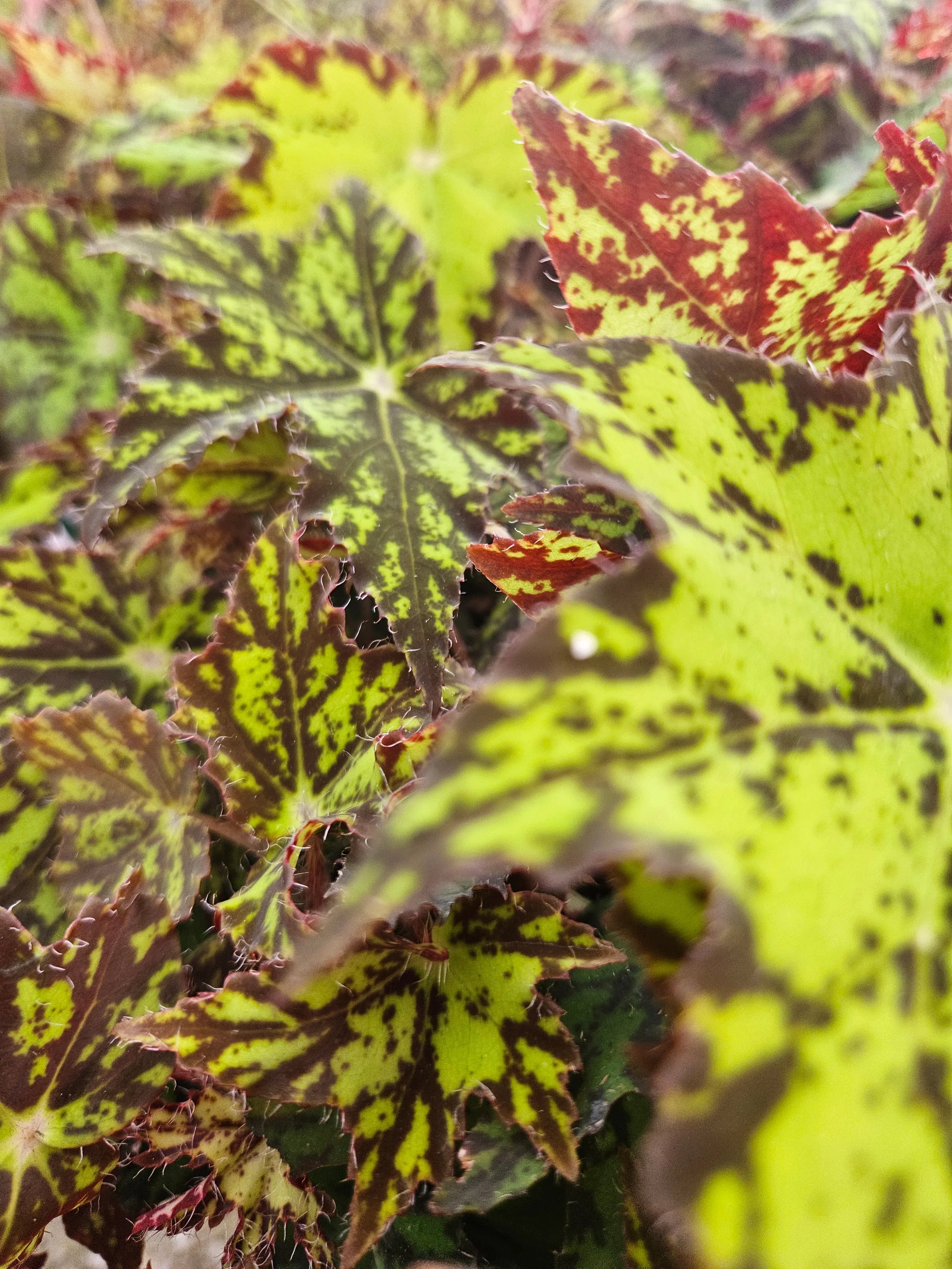 Begonia Geometry - Image 8