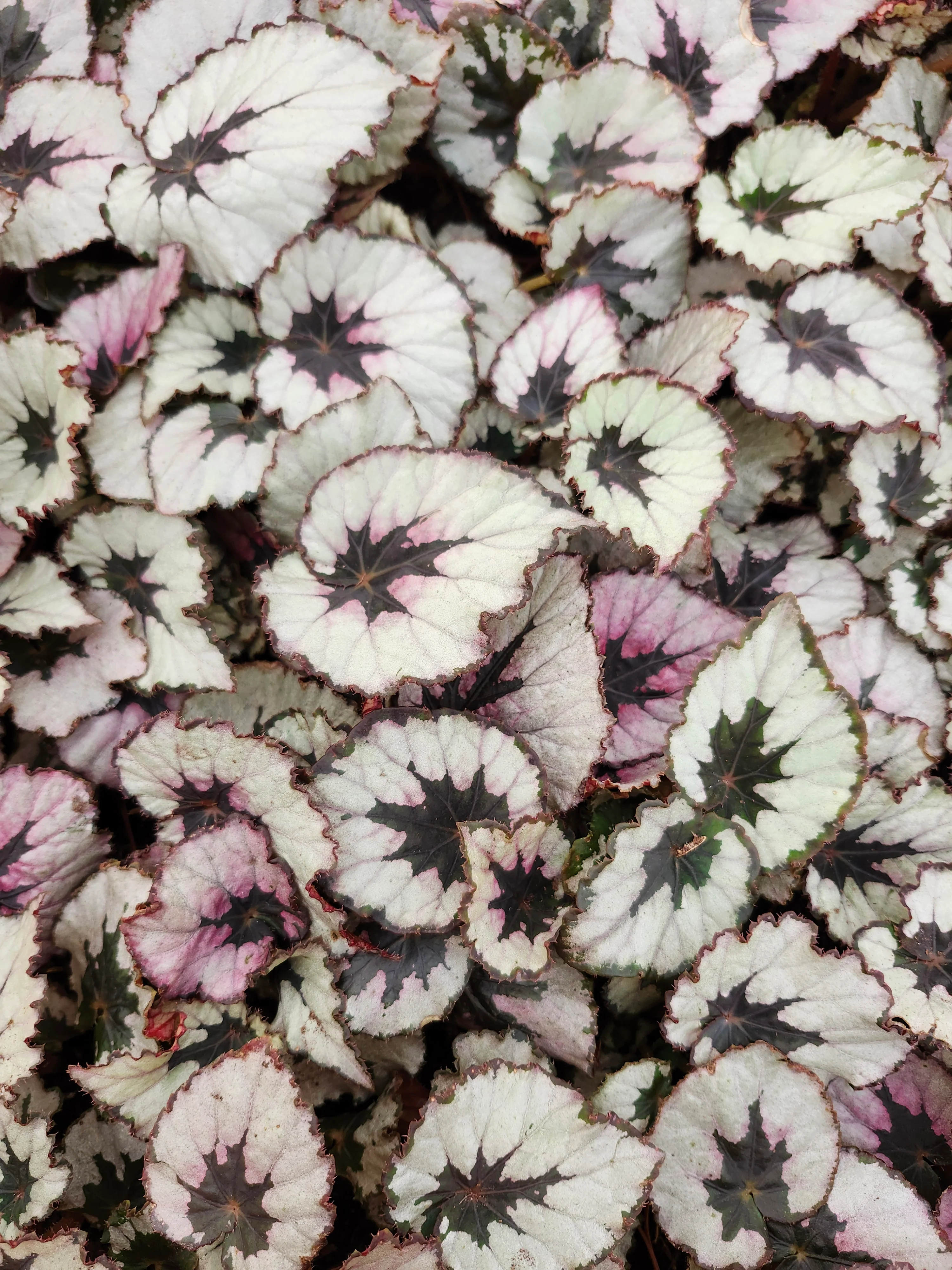 Begonia Kwale