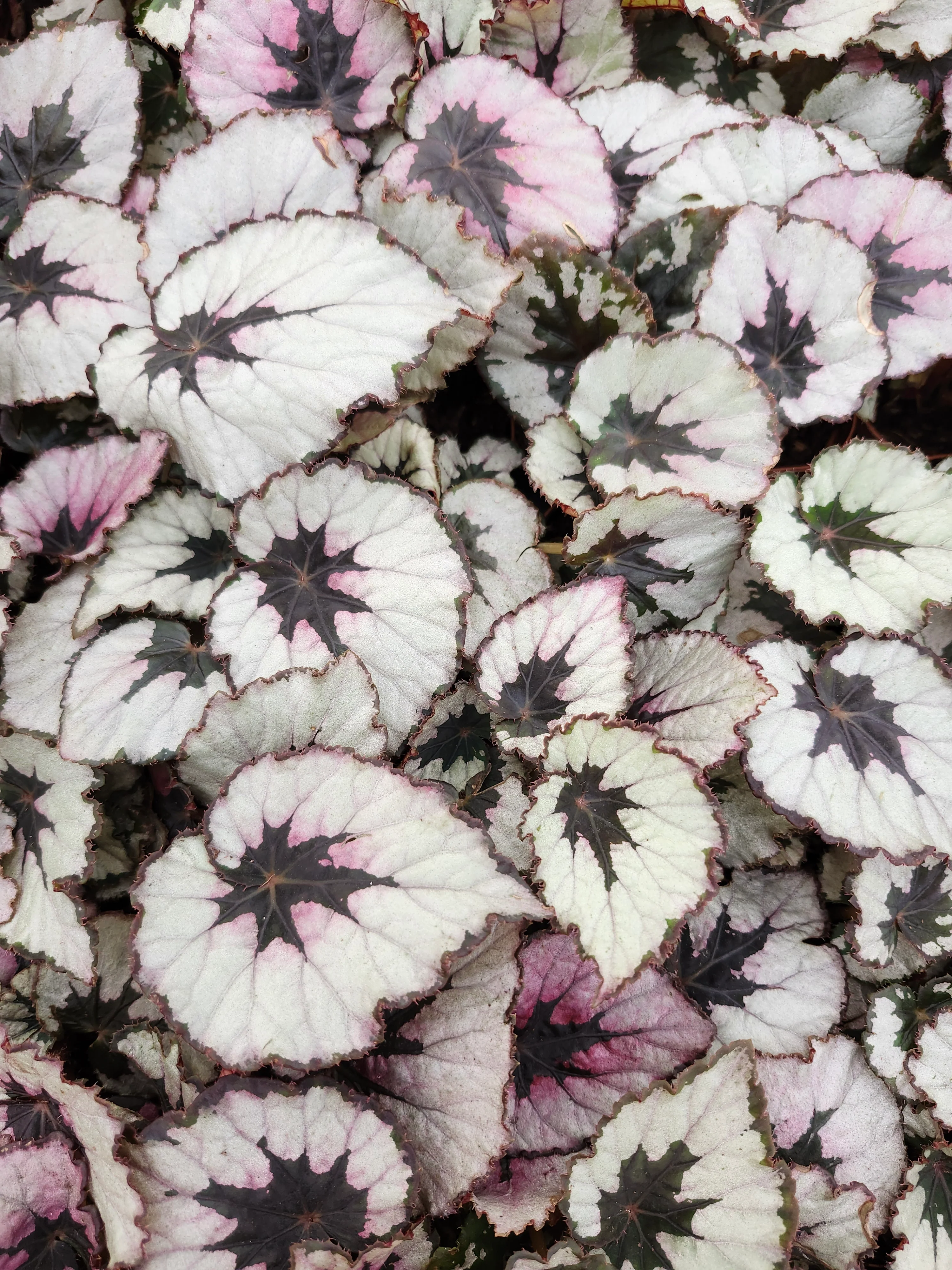 Begonia Kwale - Image 3