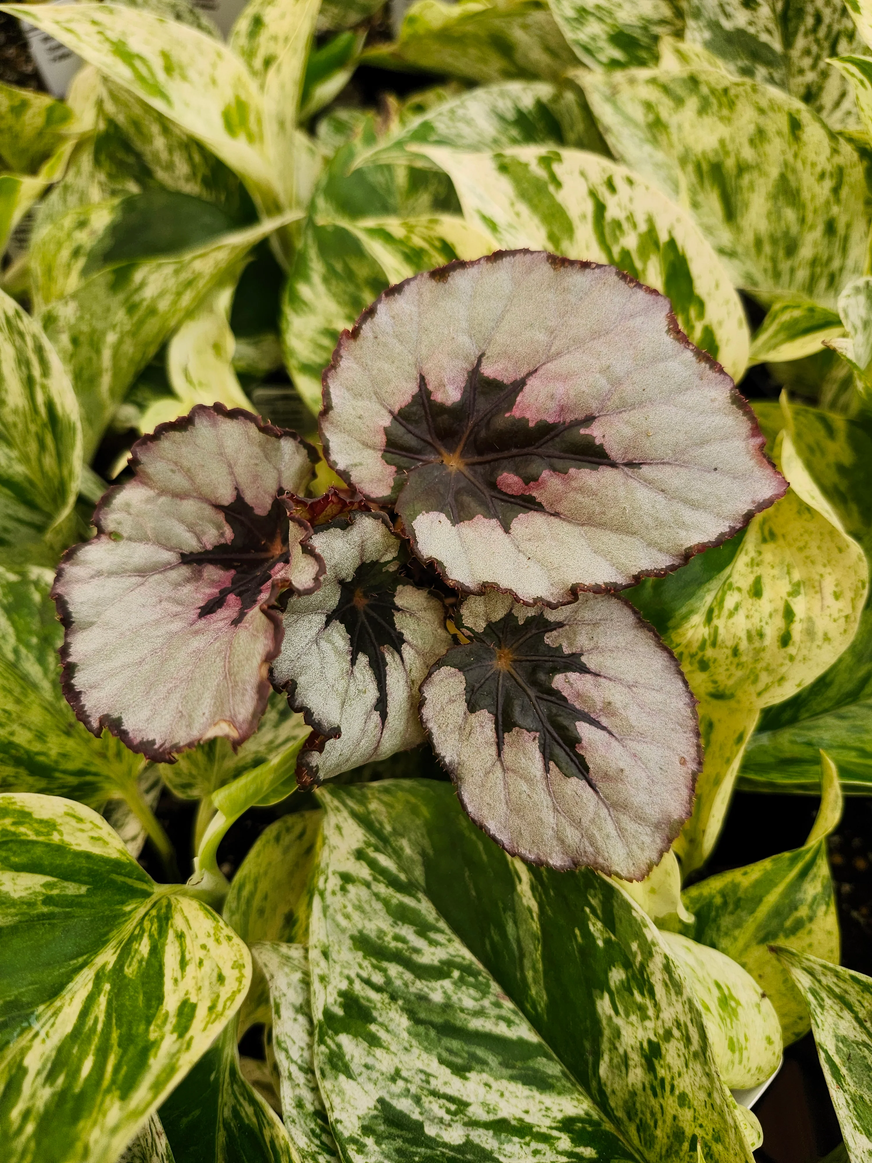 Begonia Kwale - Image 4