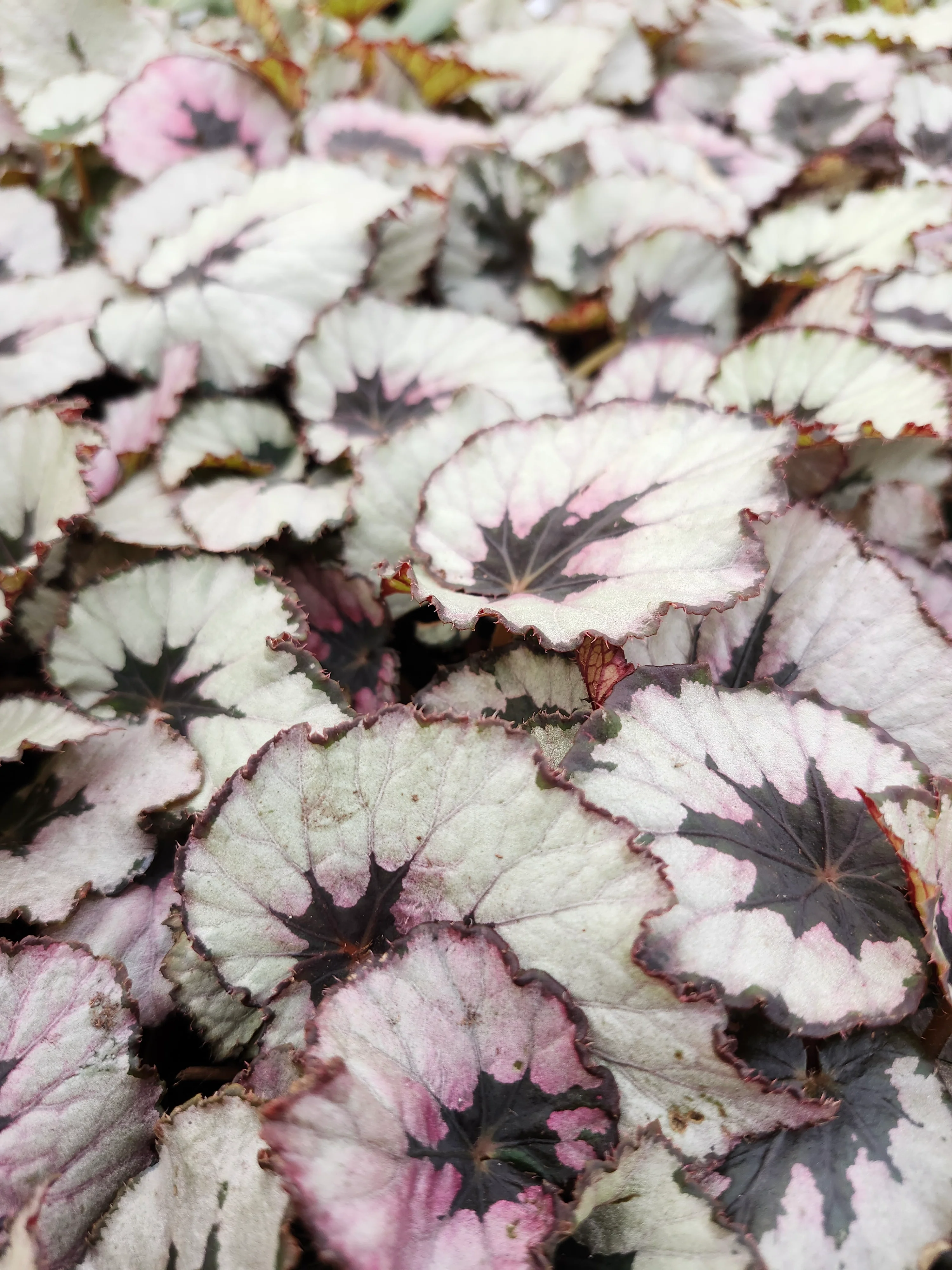 Begonia Kwale - Image 5