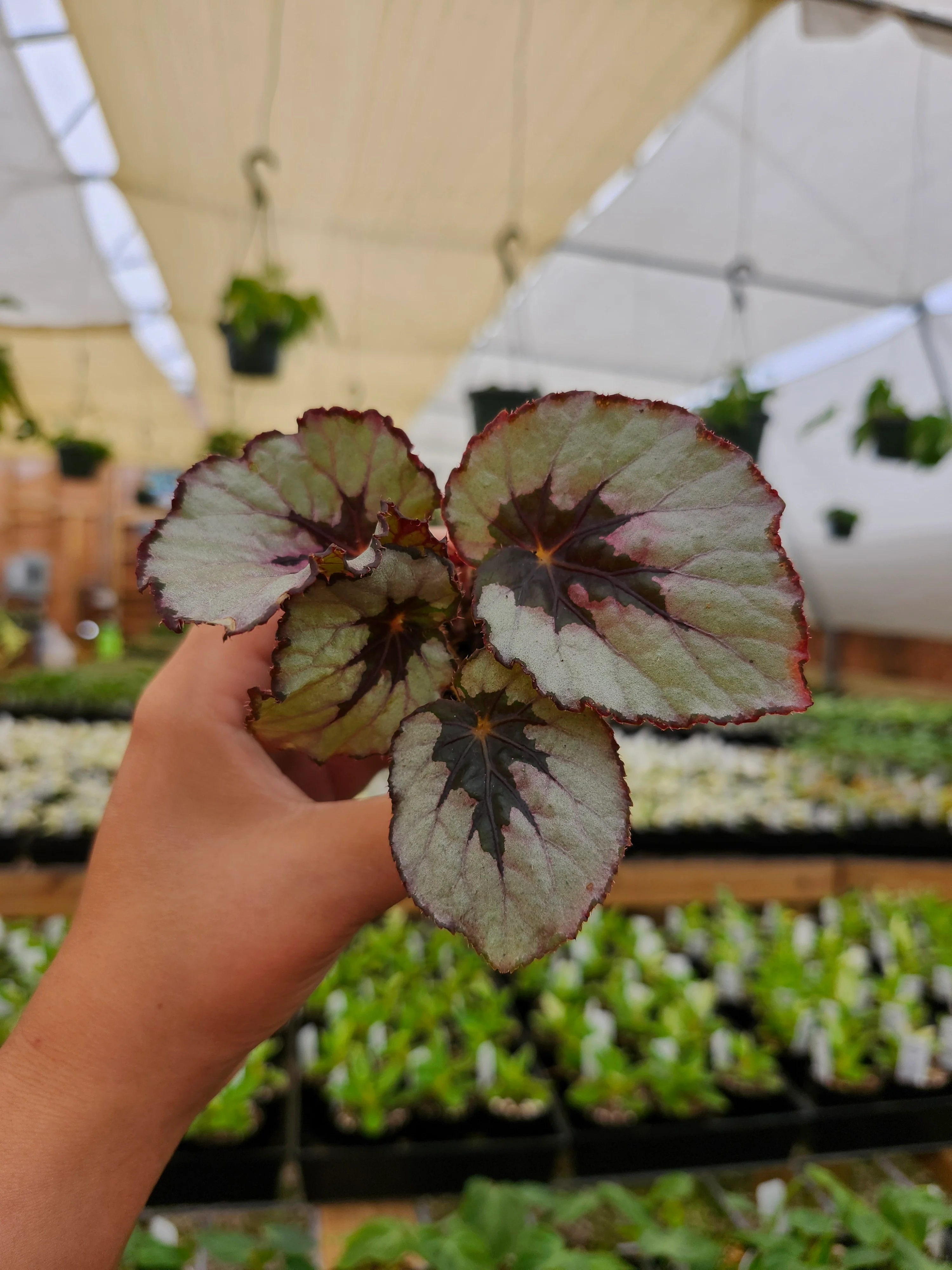 Begonia Kwale - Image 6
