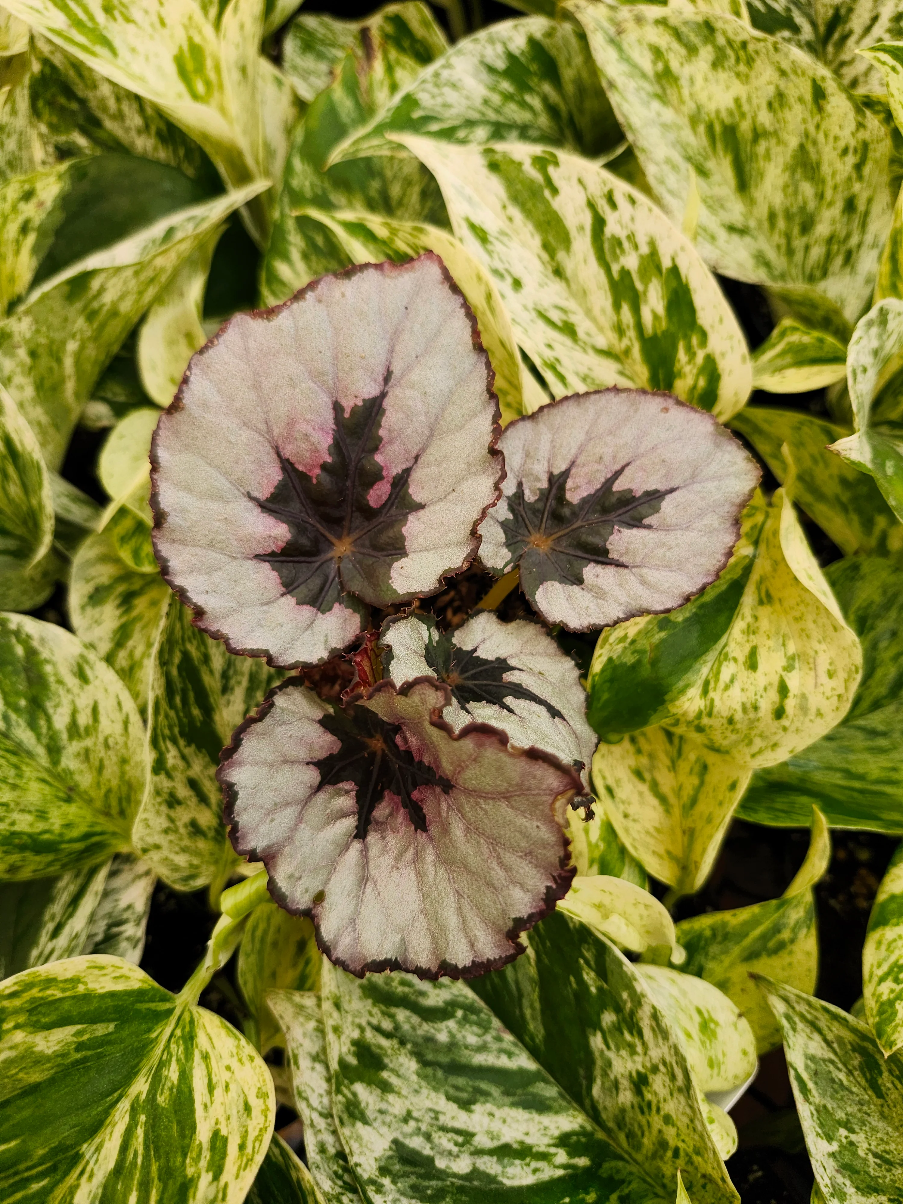 Begonia Kwale - Image 7