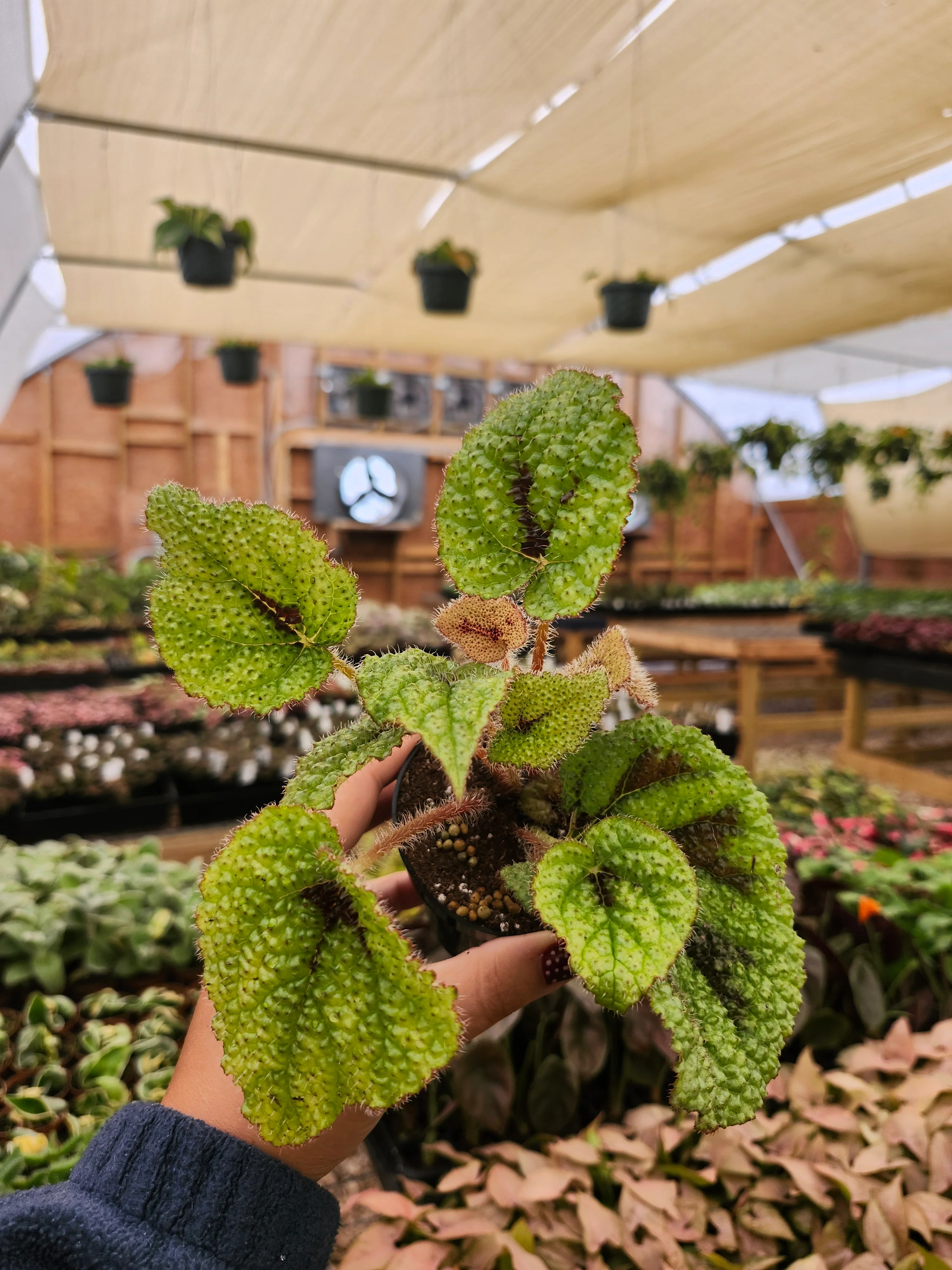 Begonia Masoniana Iron - Image 6