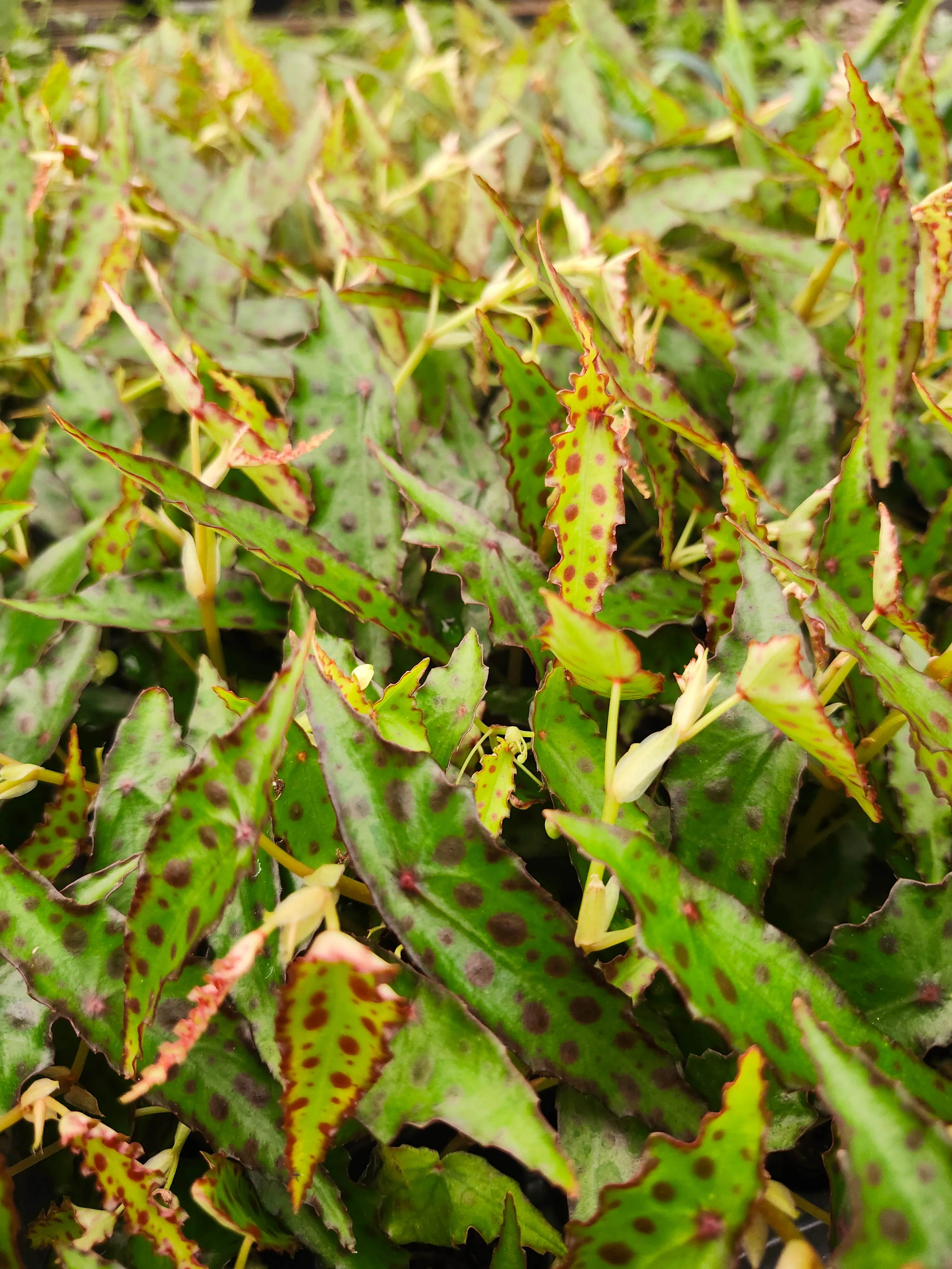 Begonia Polka Dot