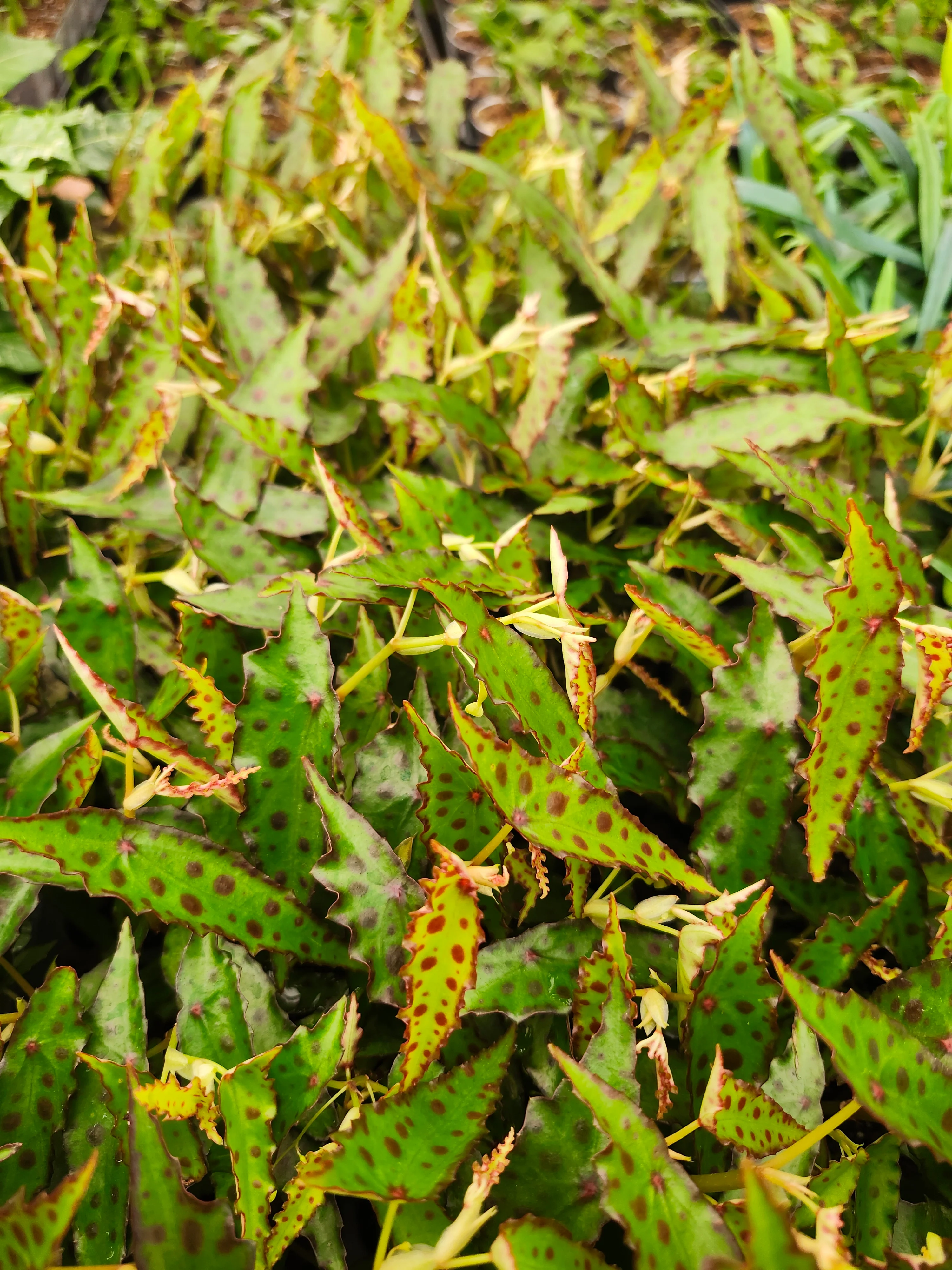 Begonia Polka Dot - Image 10