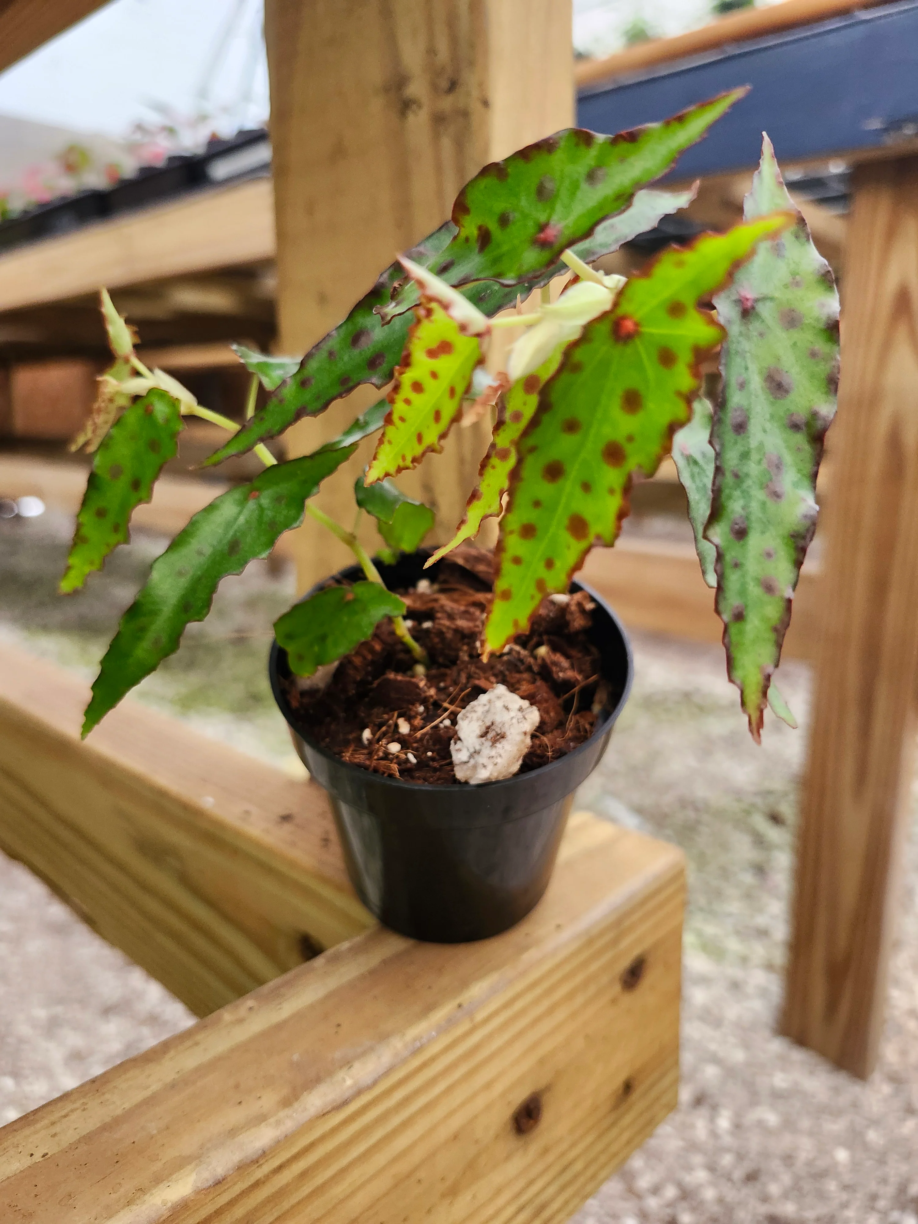 Begonia Polka Dot - Image 2