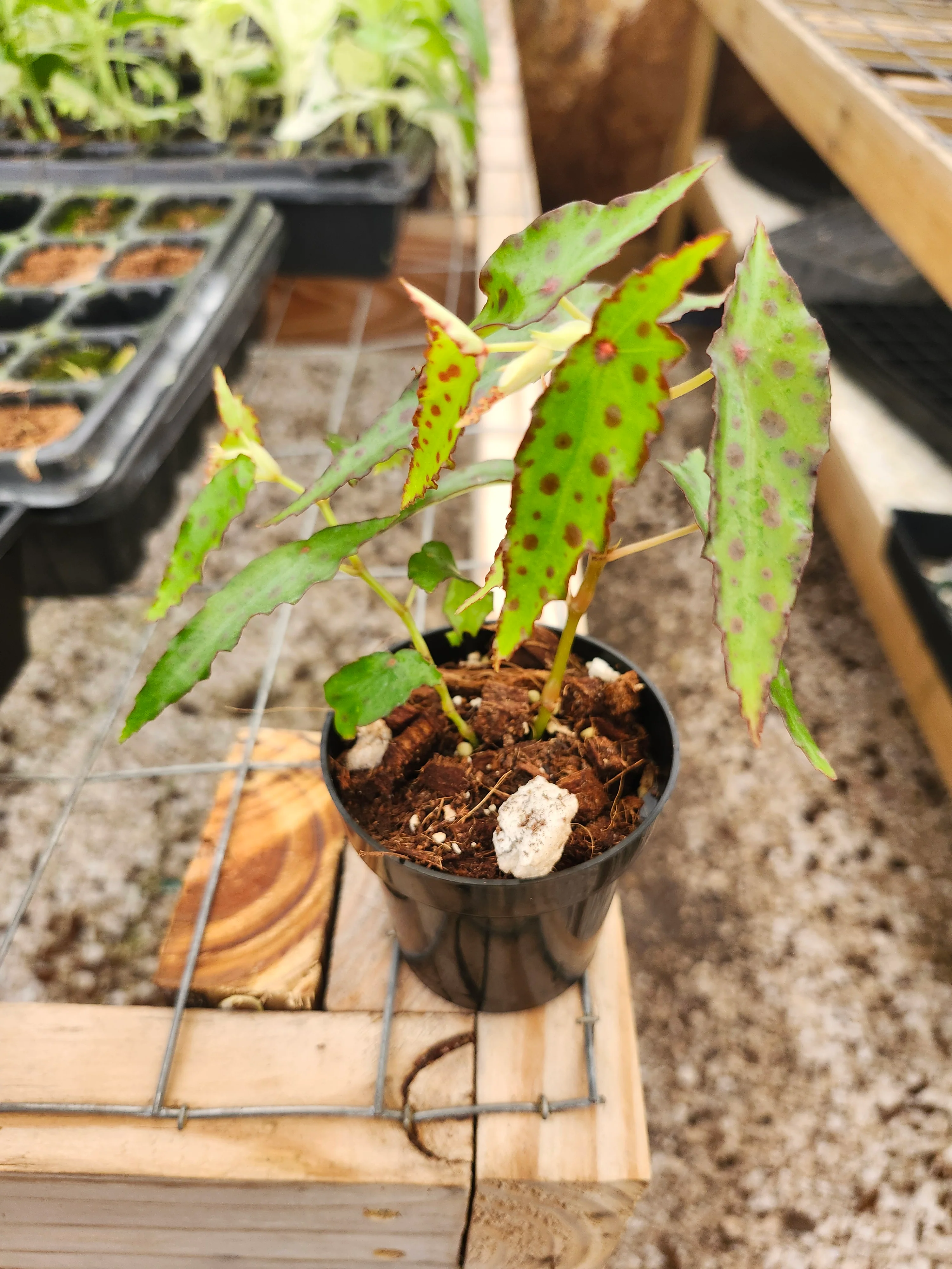 Begonia Polka Dot - Image 3