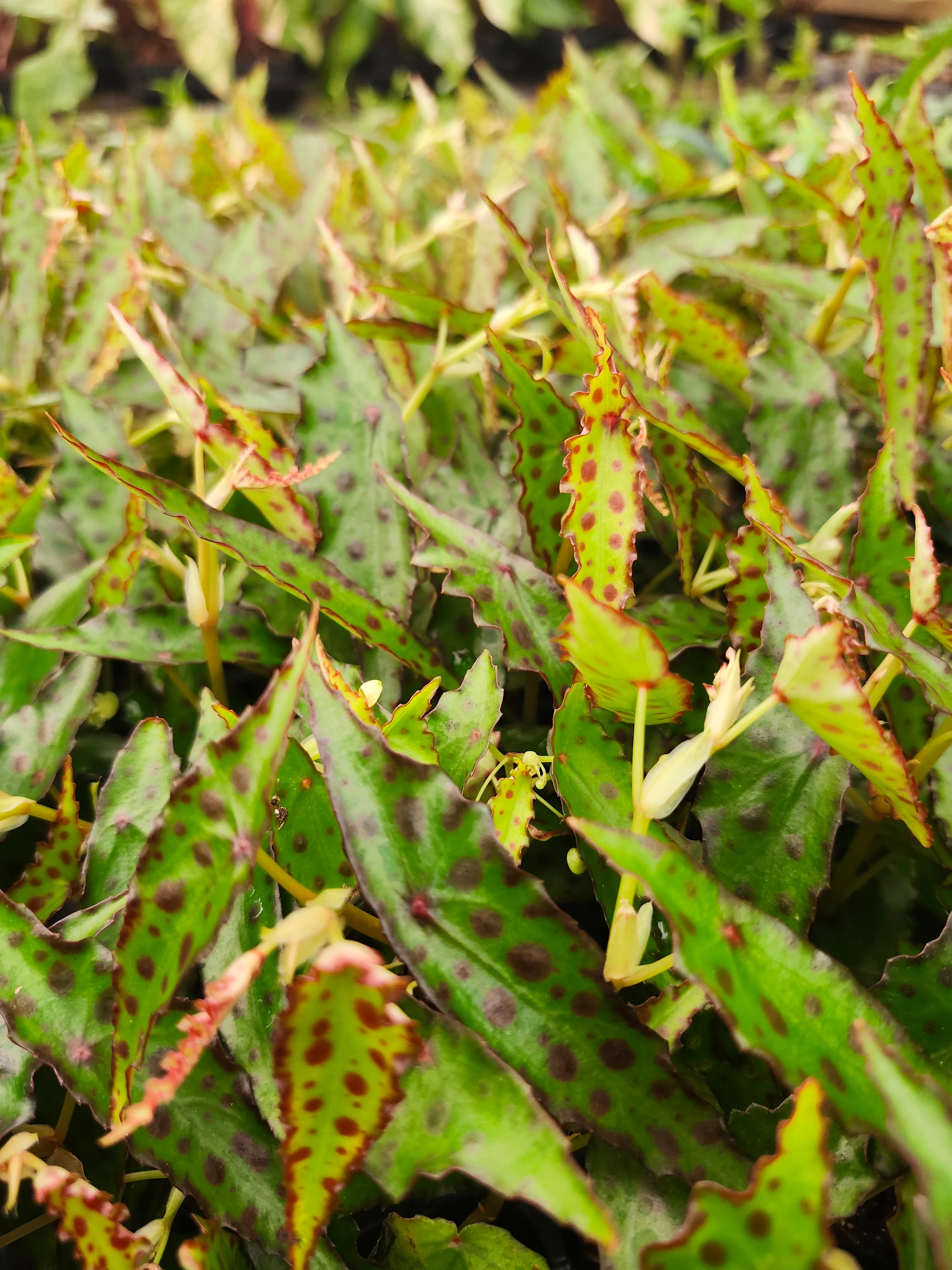 Begonia Polka Dot - Image 4