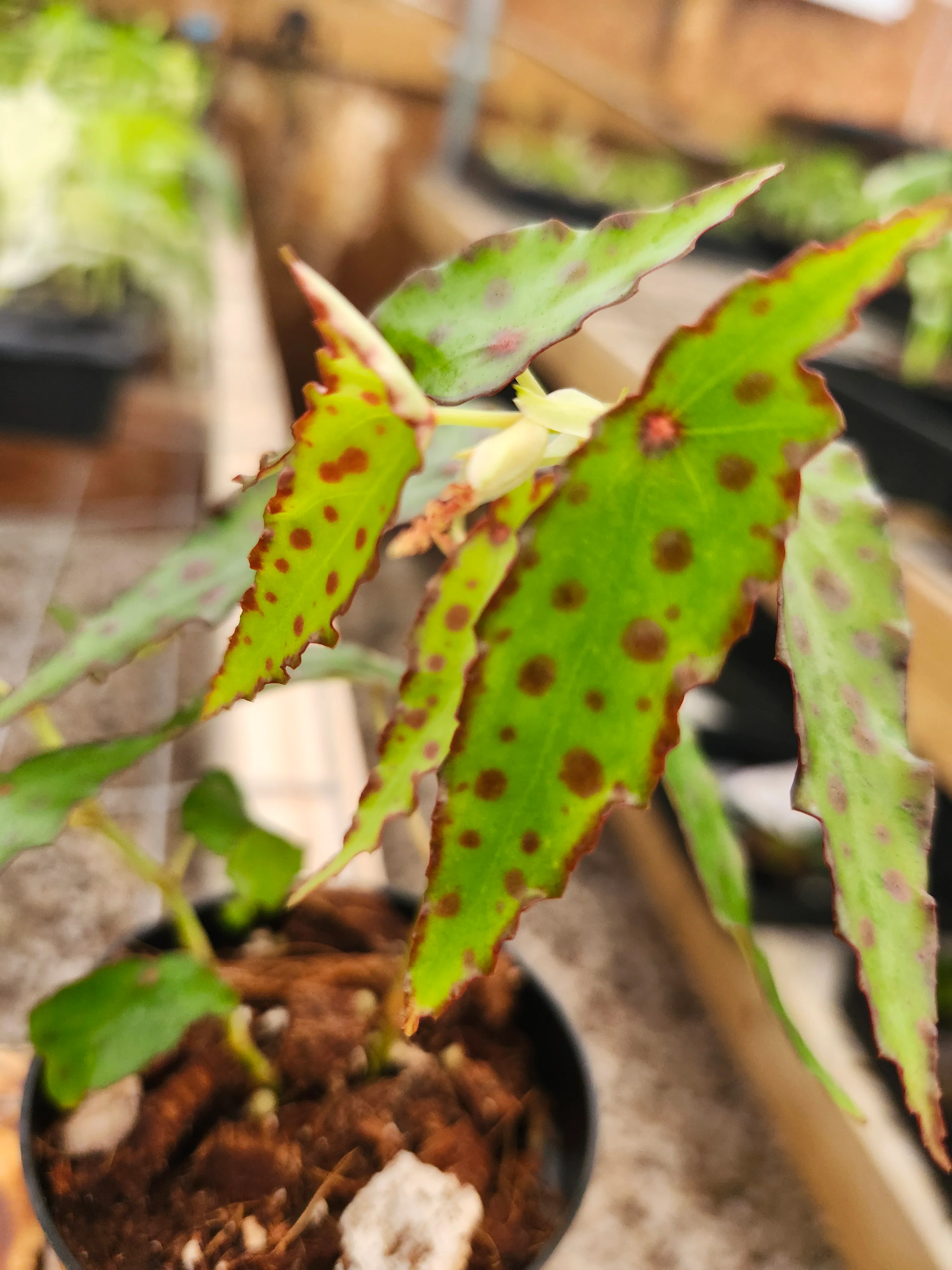 Begonia Polka Dot - Image 5