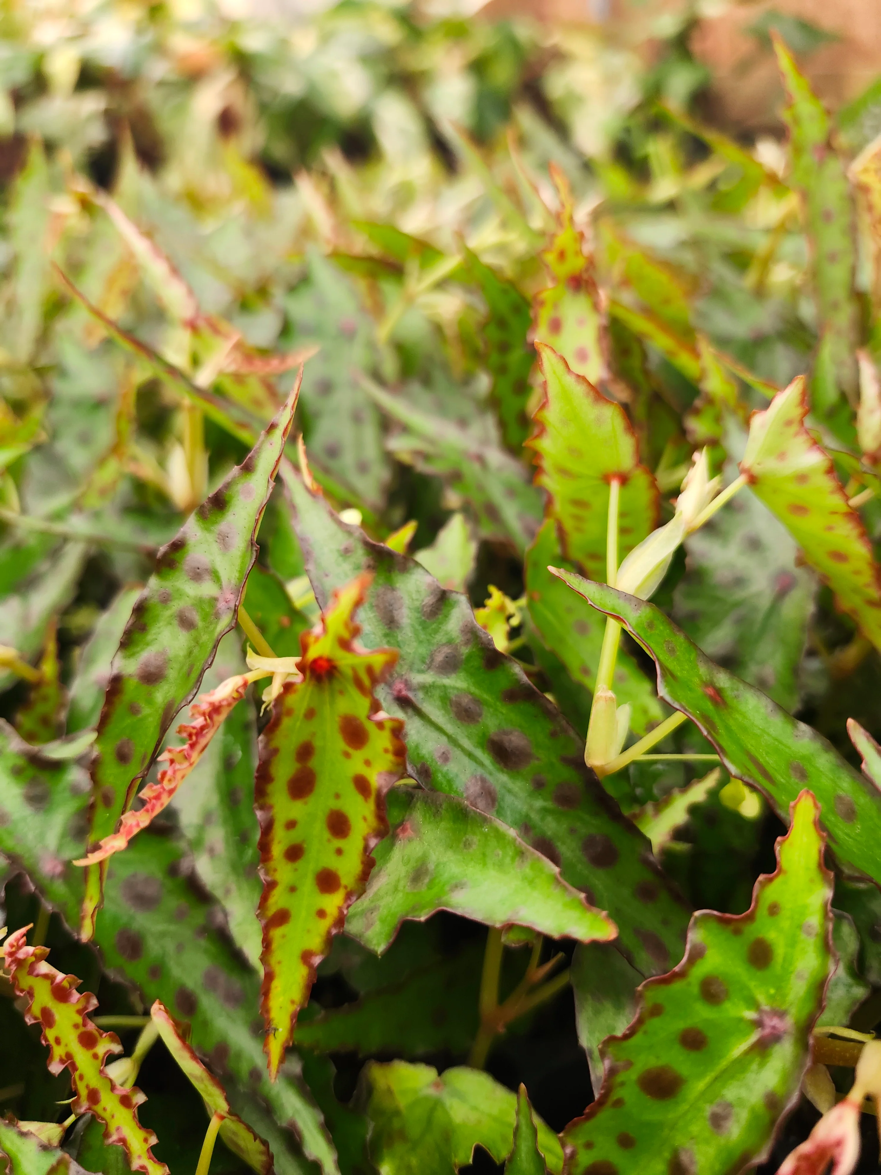 Begonia Polka Dot - Image 6