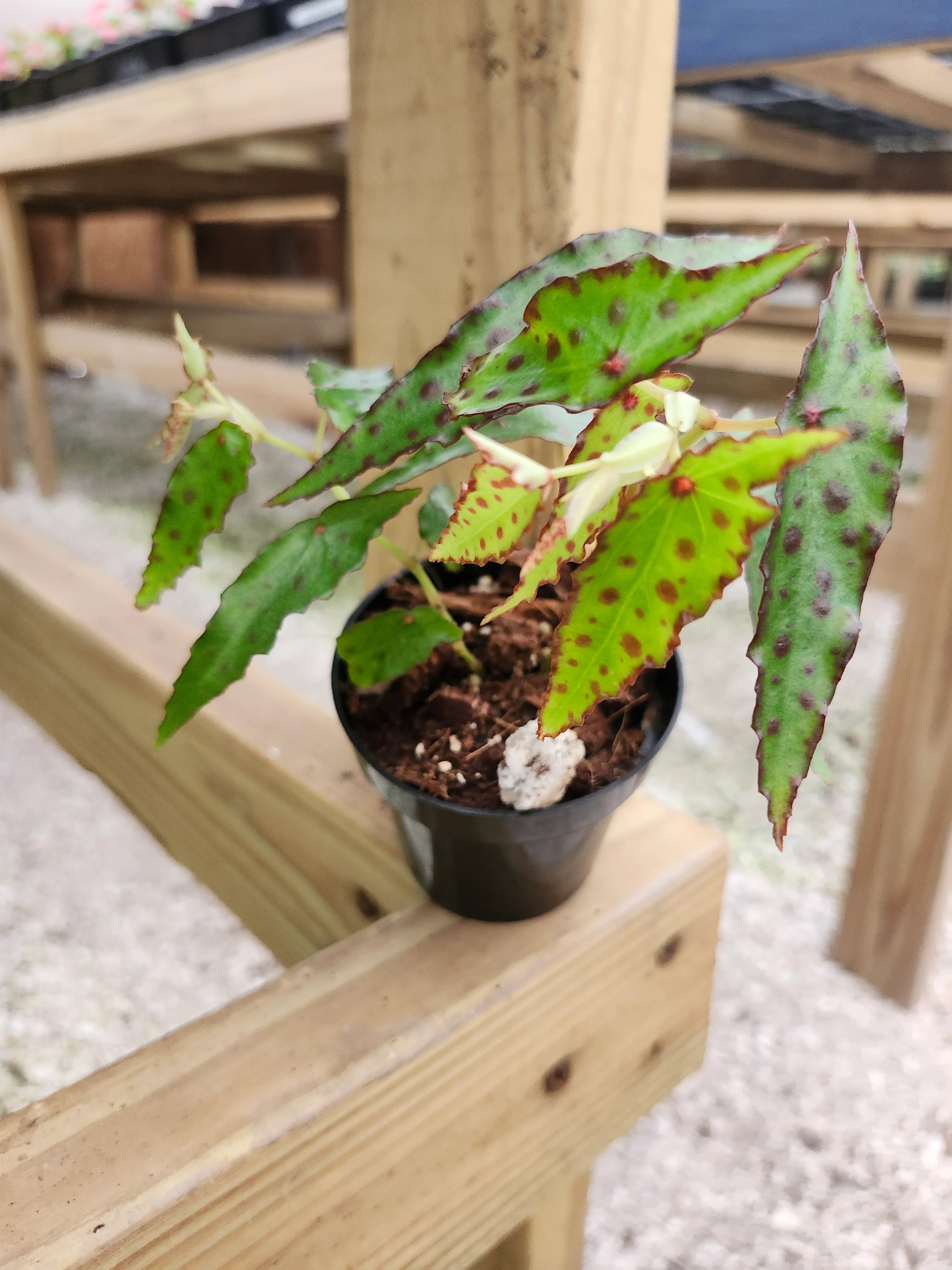 Begonia Polka Dot - Image 7
