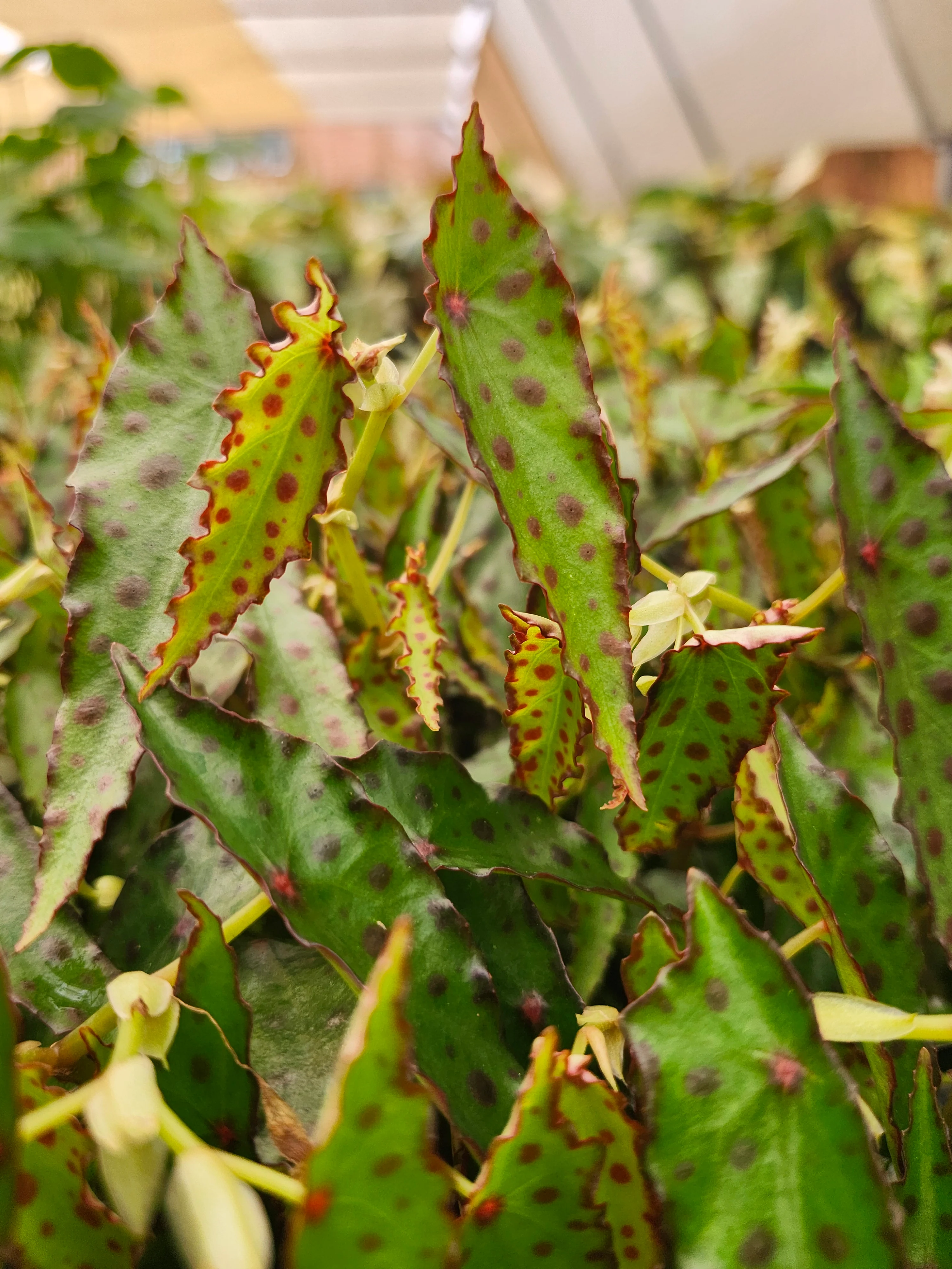 Begonia Polka Dot - Image 8