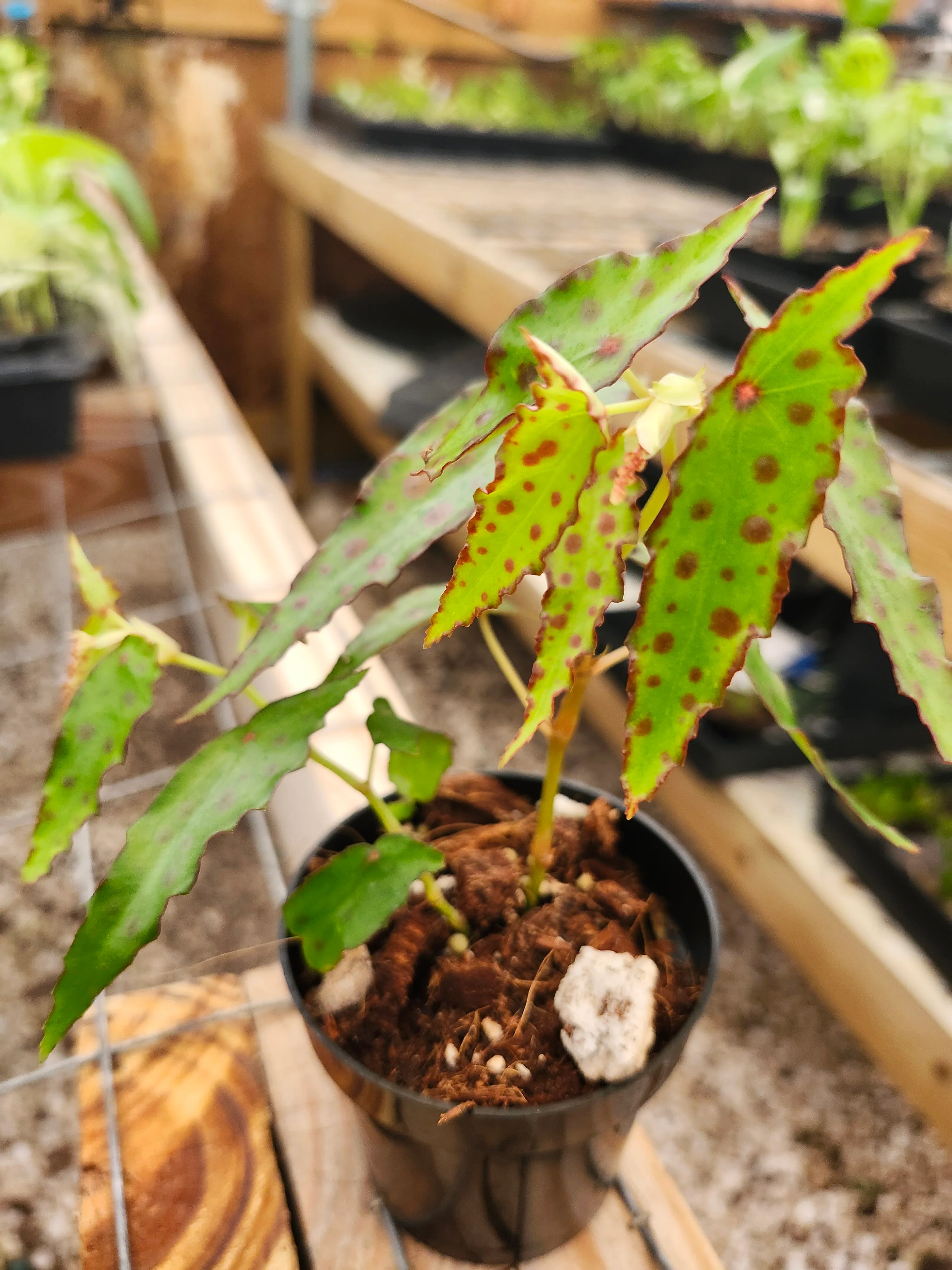Begonia Polka Dot - Image 9
