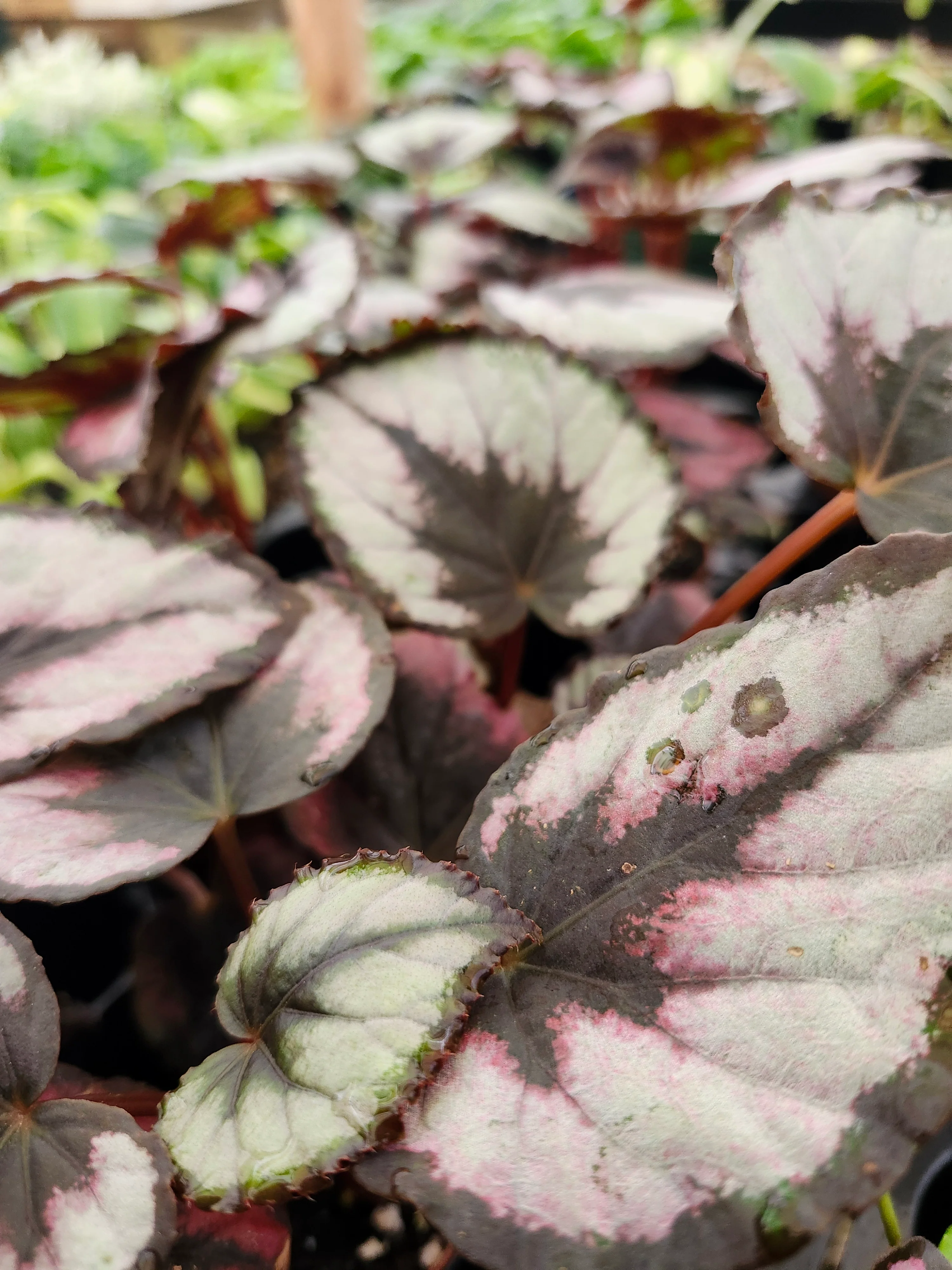 Begonia Red Kiss - Image 2