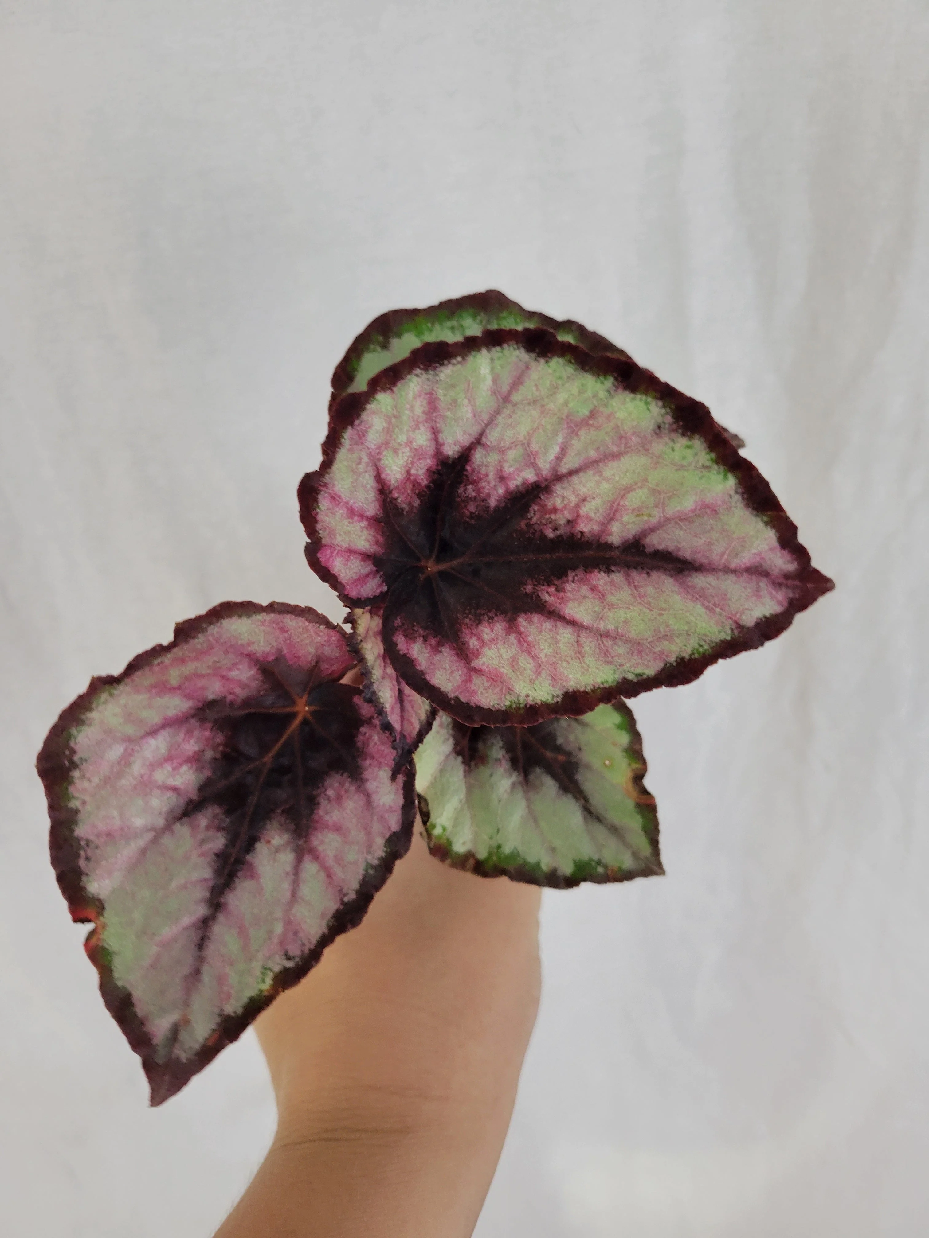 Begonia Red Kiss - Image 3
