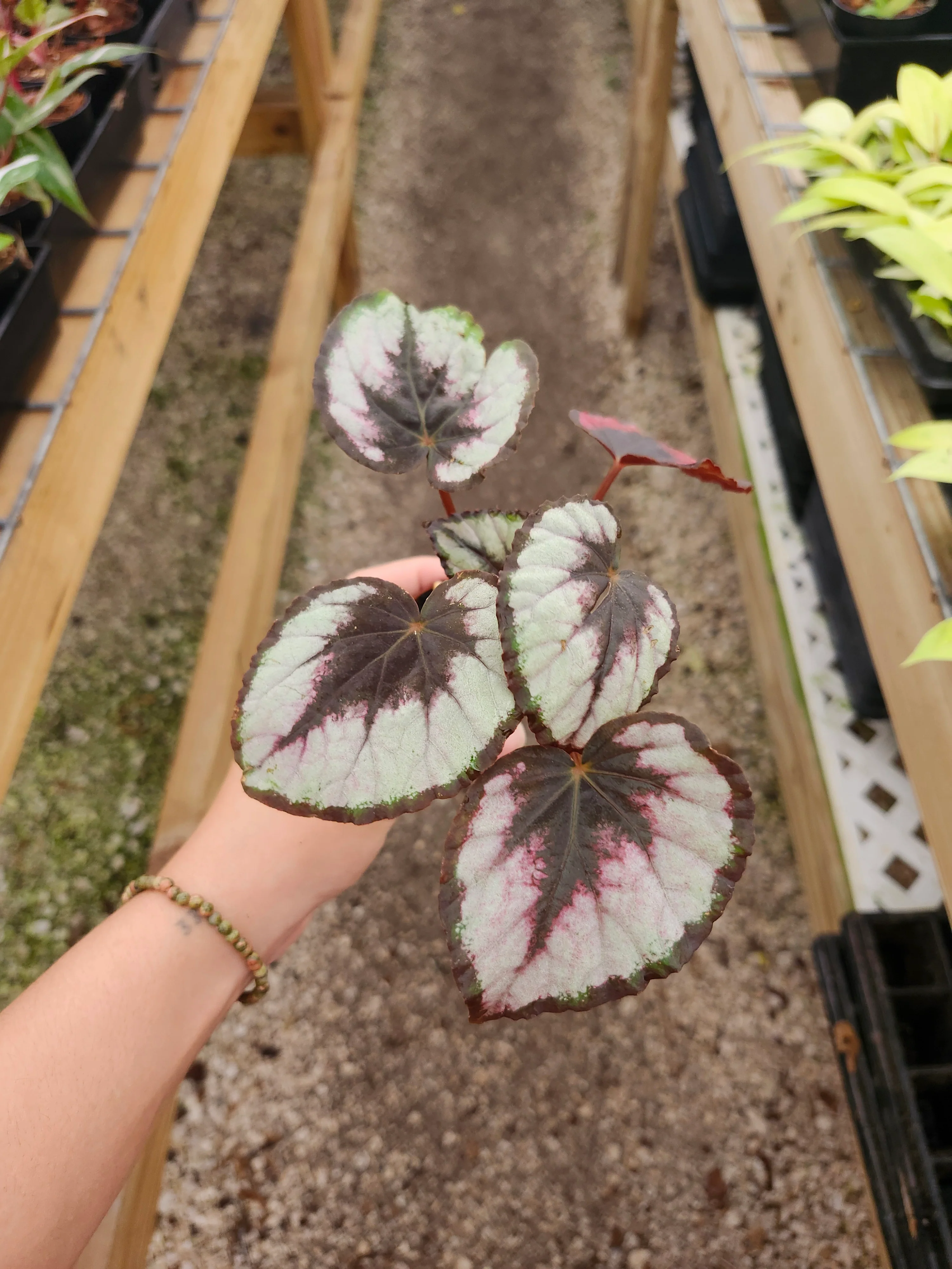 Begonia Red Kiss - Image 4