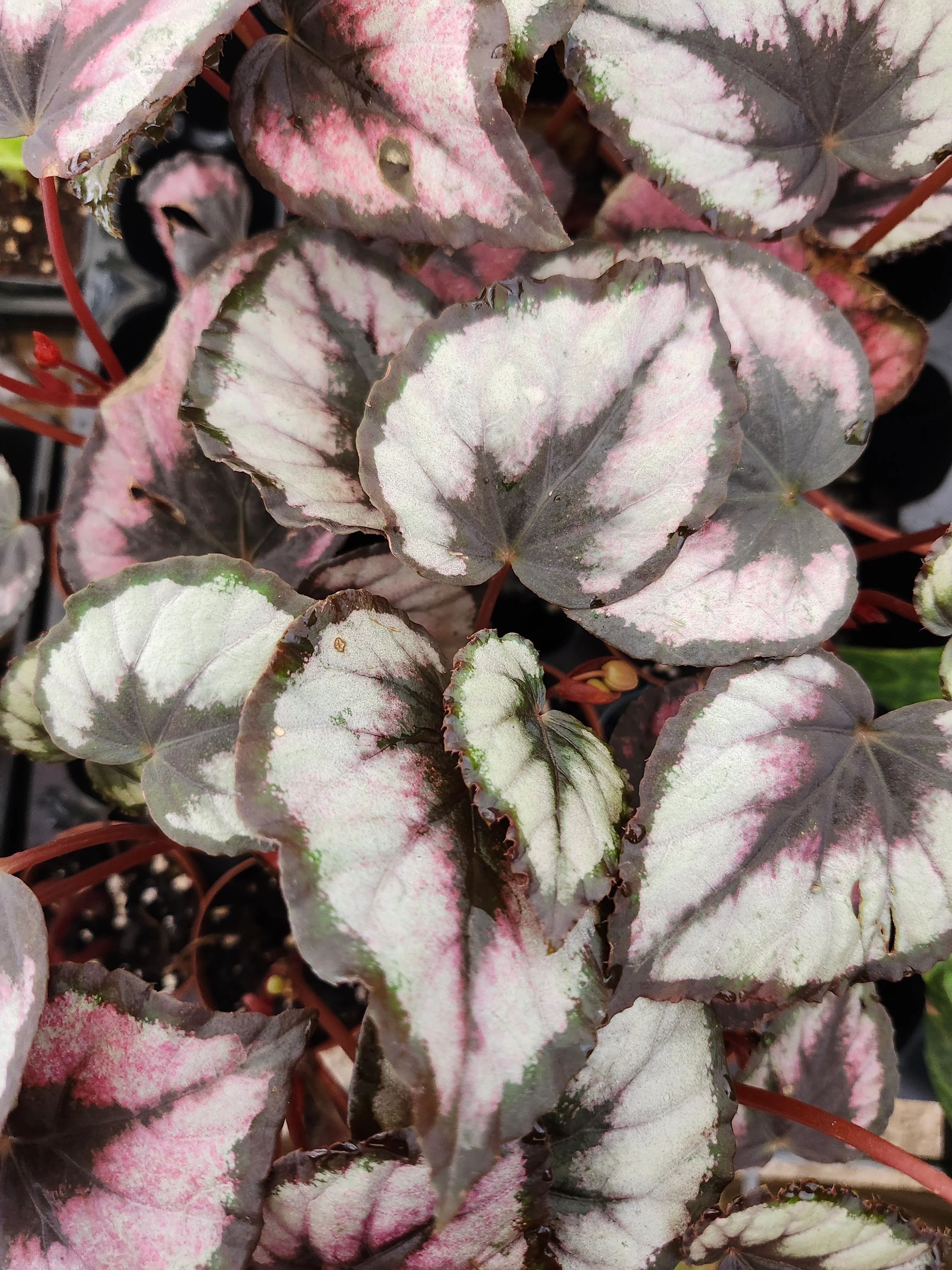 Begonia Red Kiss - Image 5