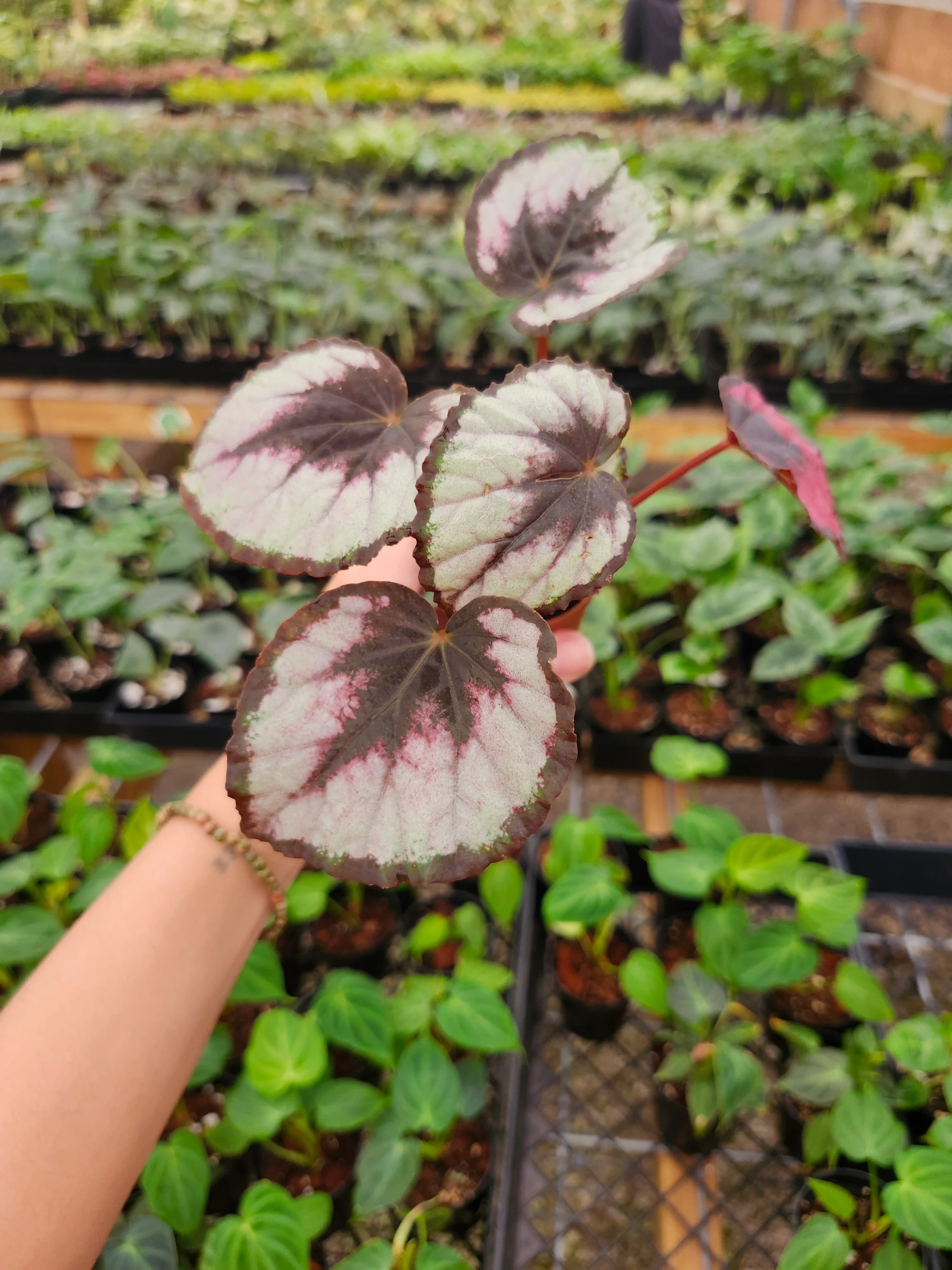 Begonia Red Kiss - Image 7