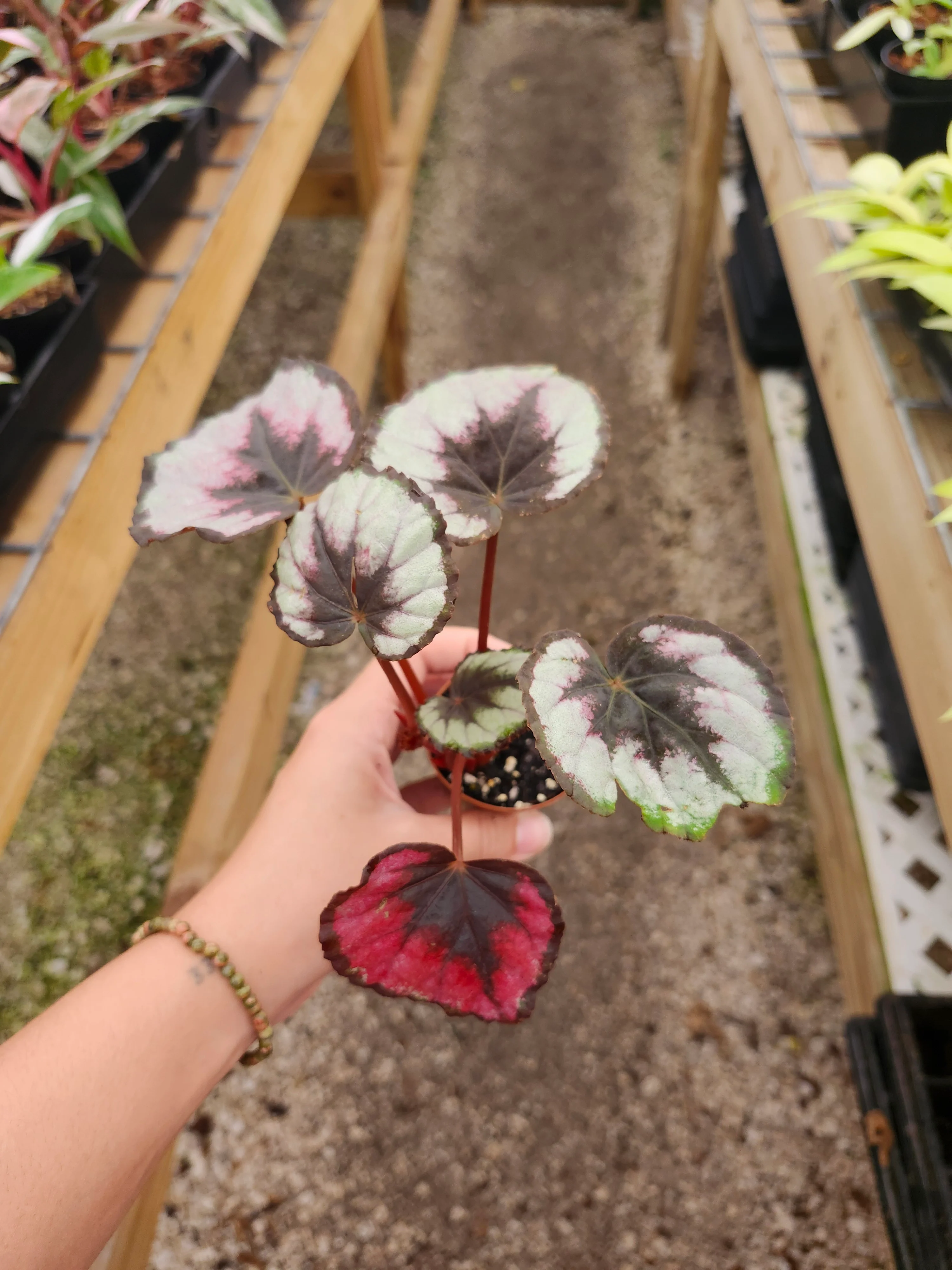 Begonia Red Kiss - Image 8