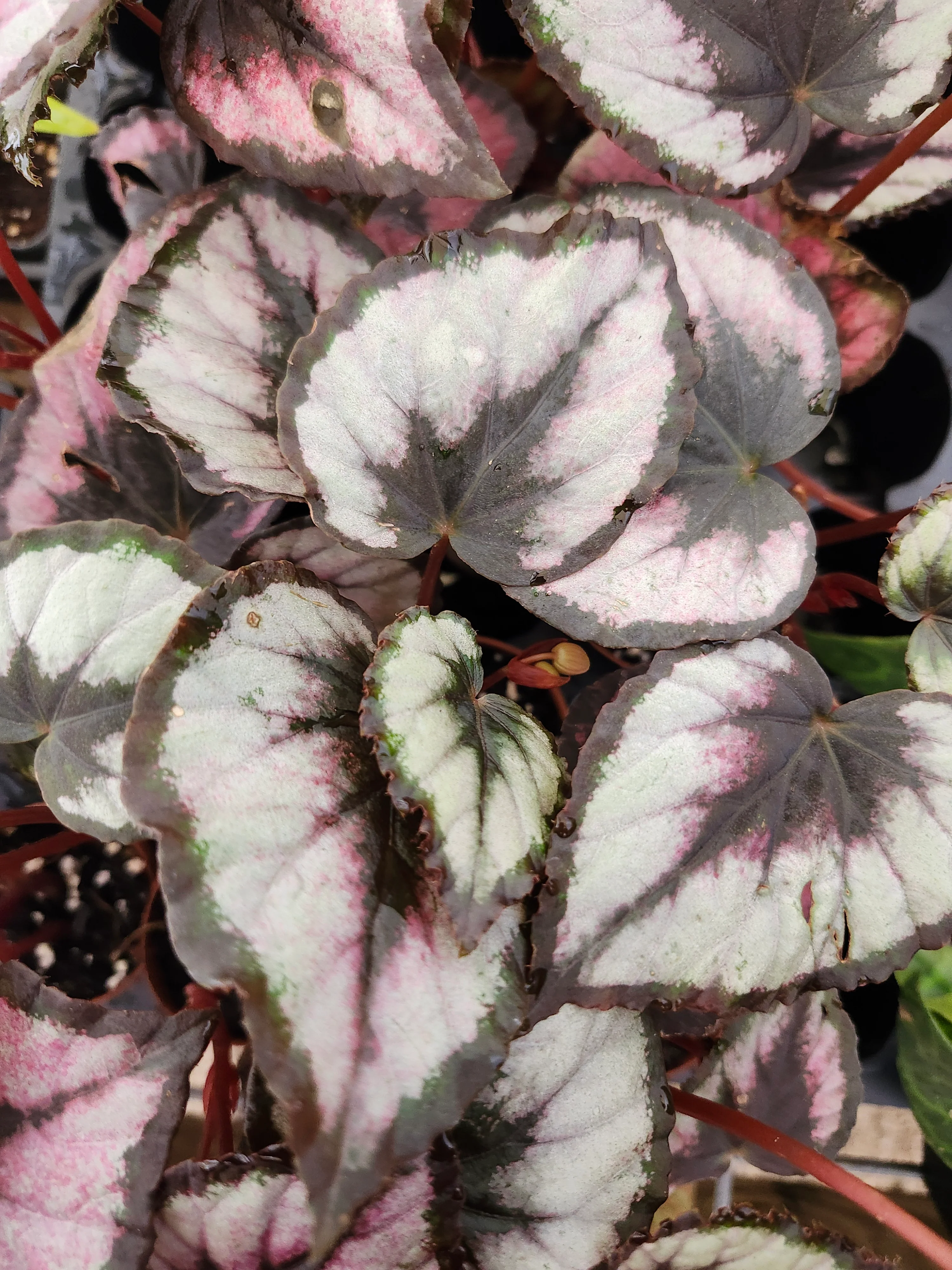 Begonia Red Kiss - Image 9