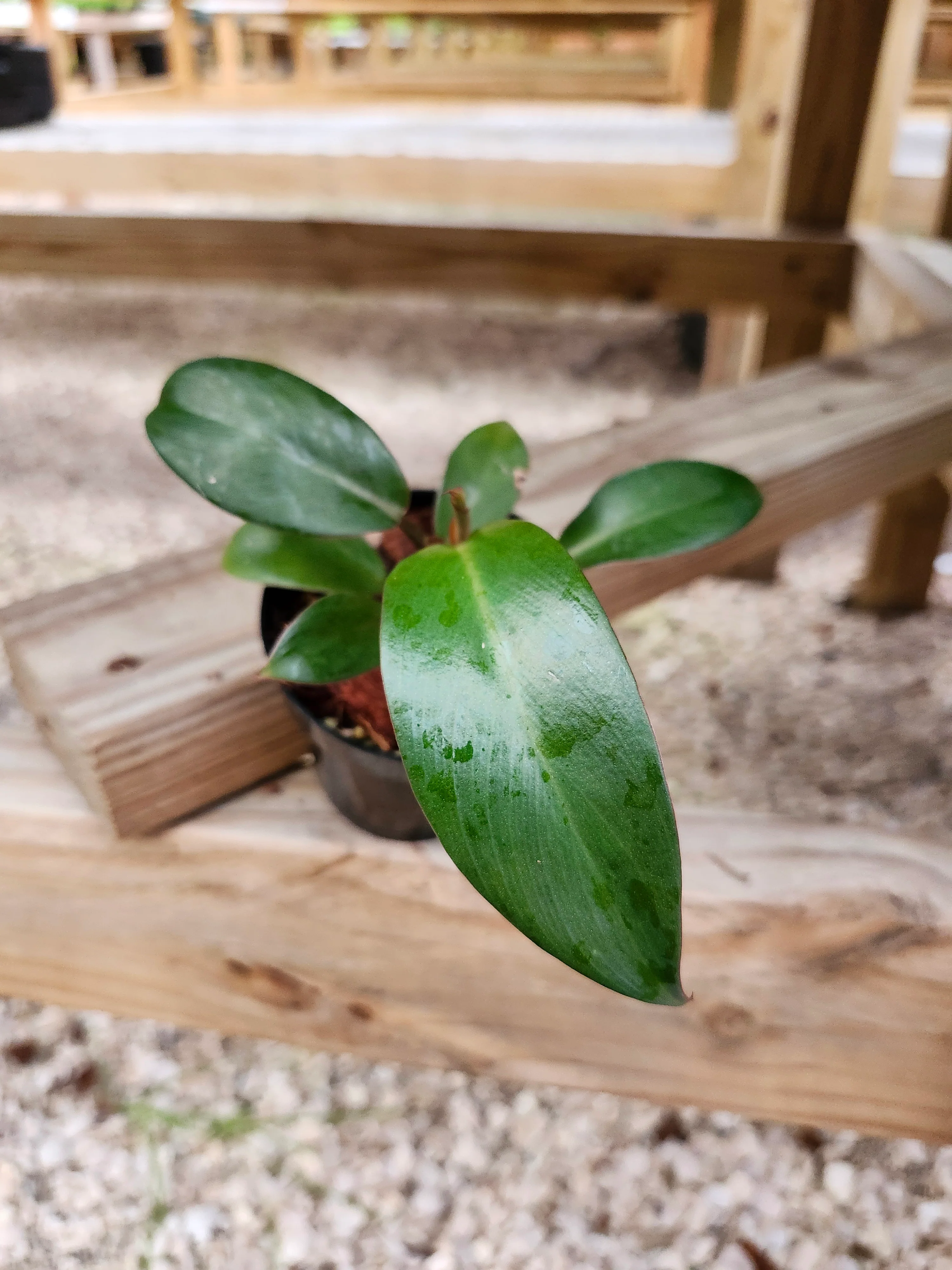 Black Cardinal Philodendron - Image 10