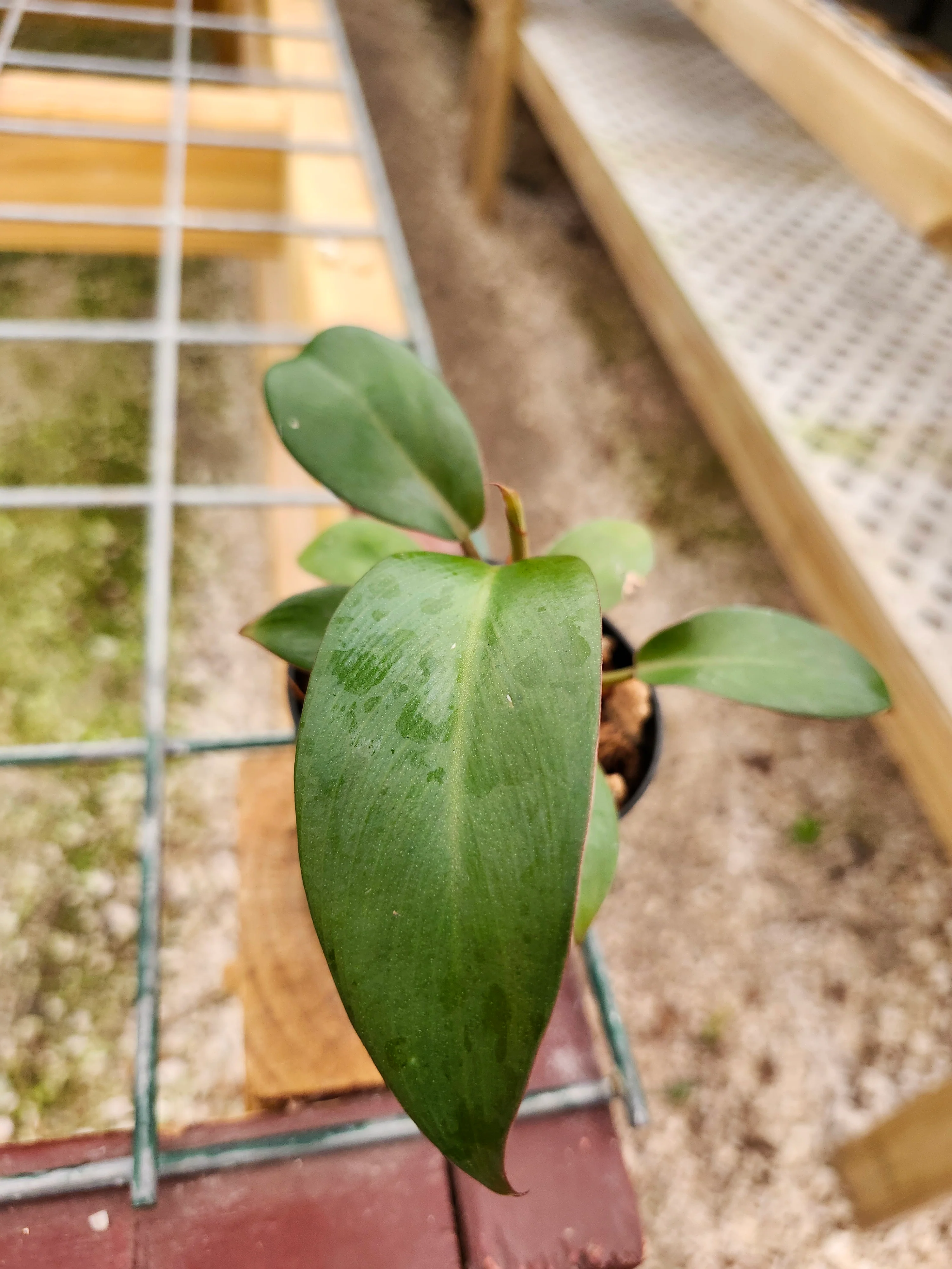 Black Cardinal Philodendron - Image 3