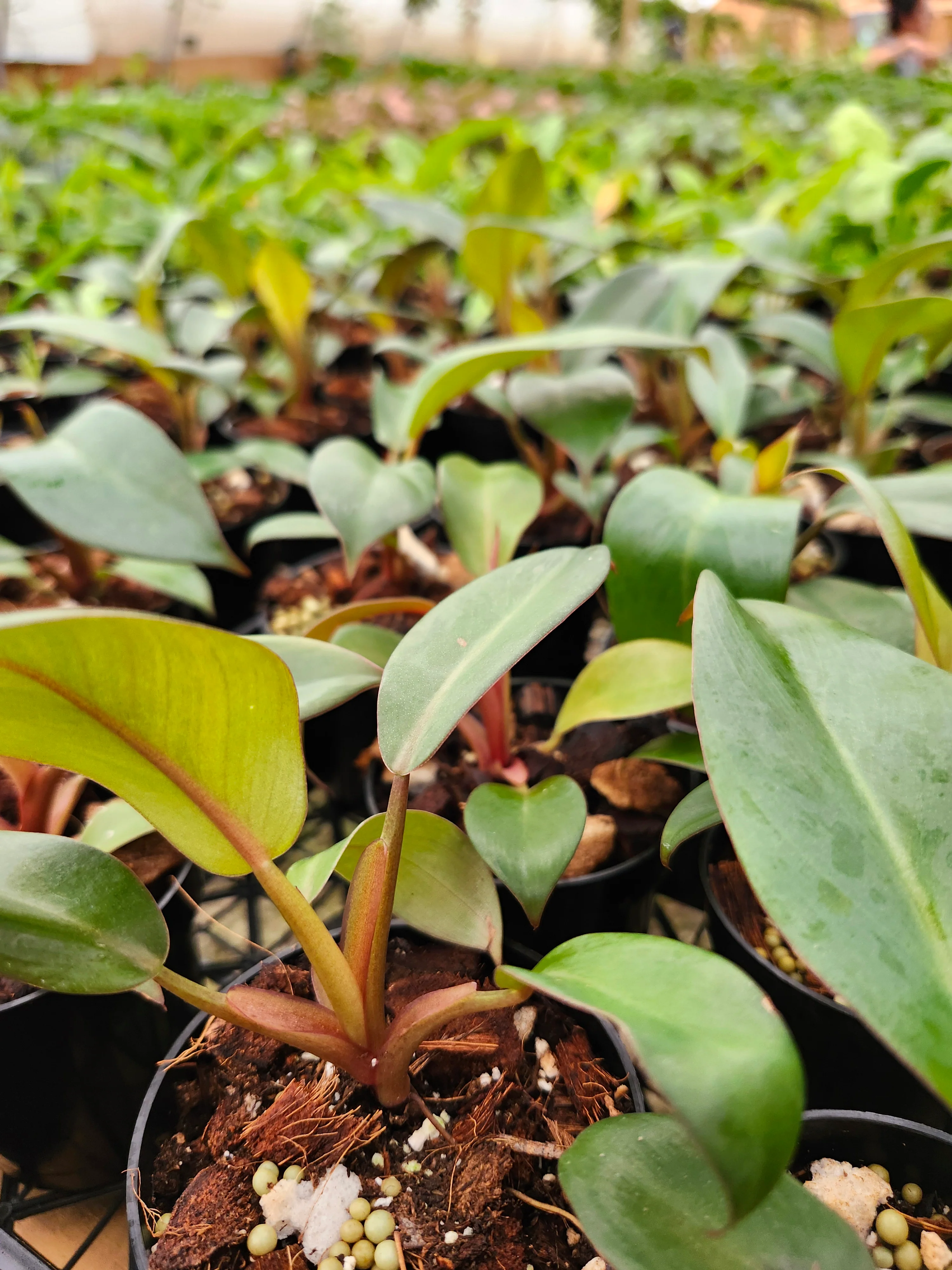 Black Cardinal Philodendron - Image 4